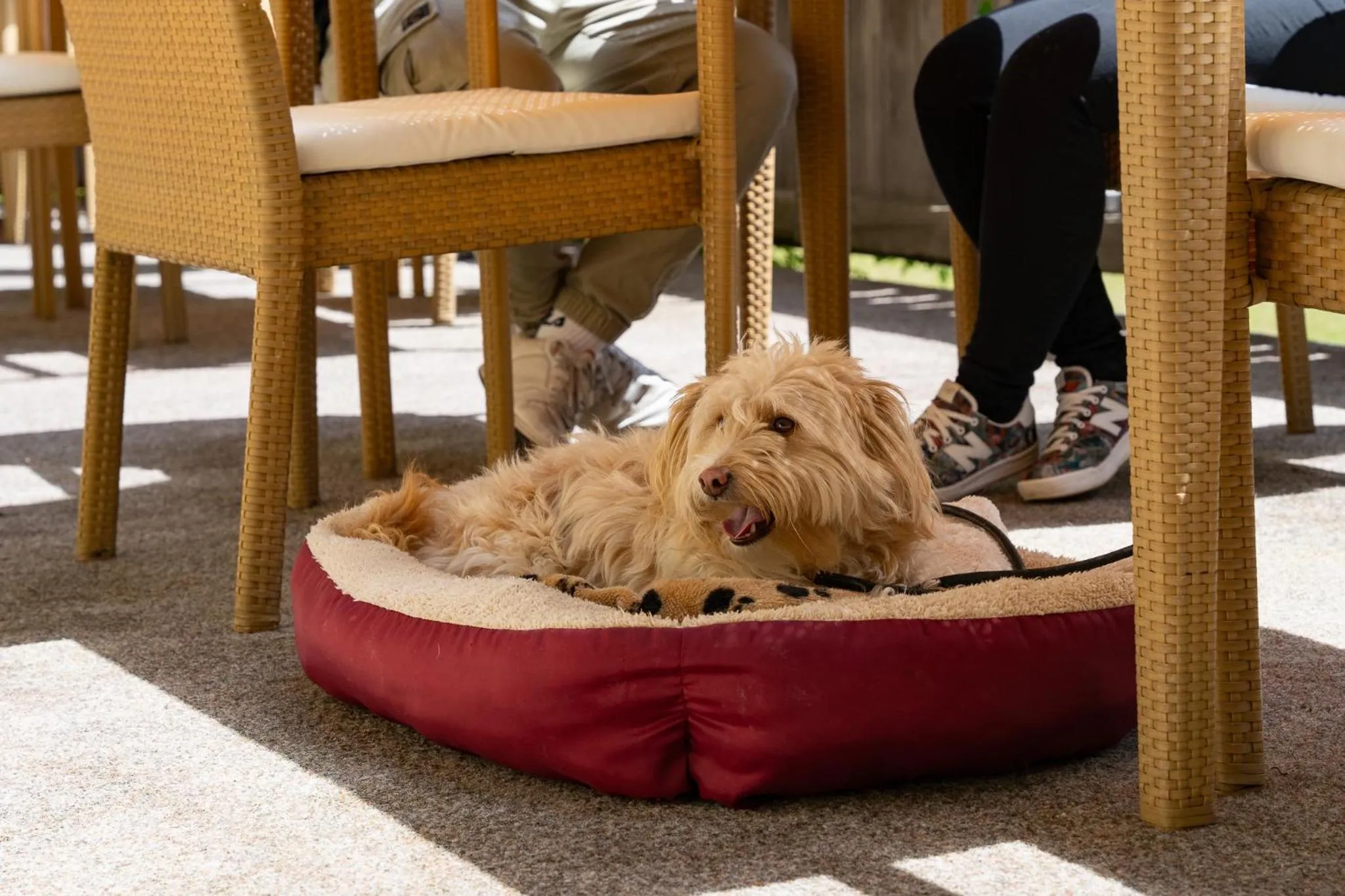 Pets in keyone rooms Tarrenz