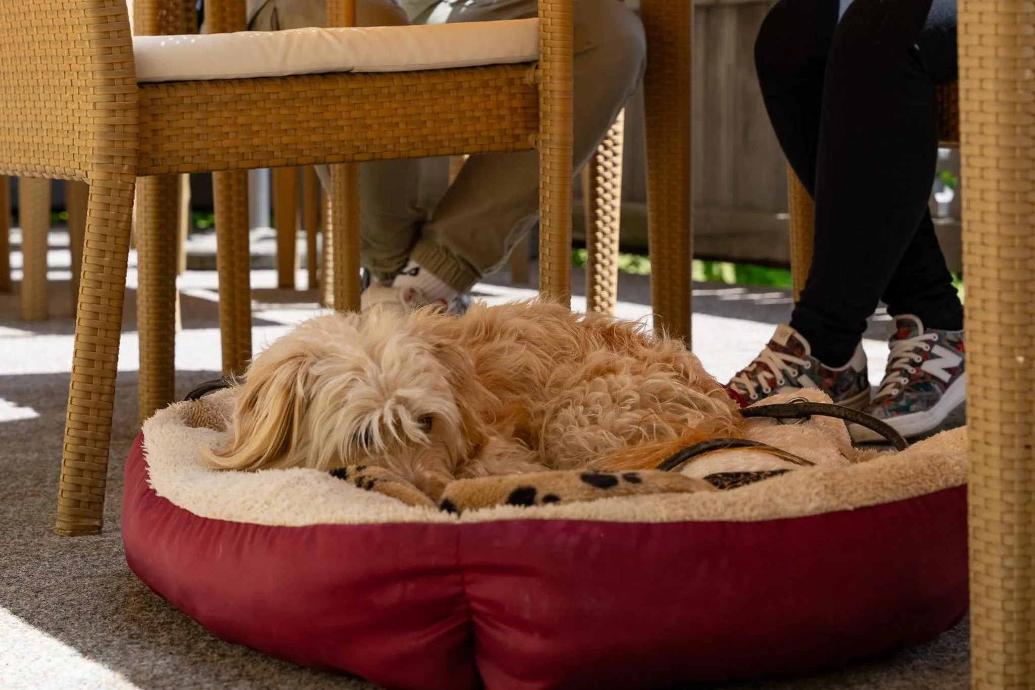 Pets in keyone rooms Tarrenz