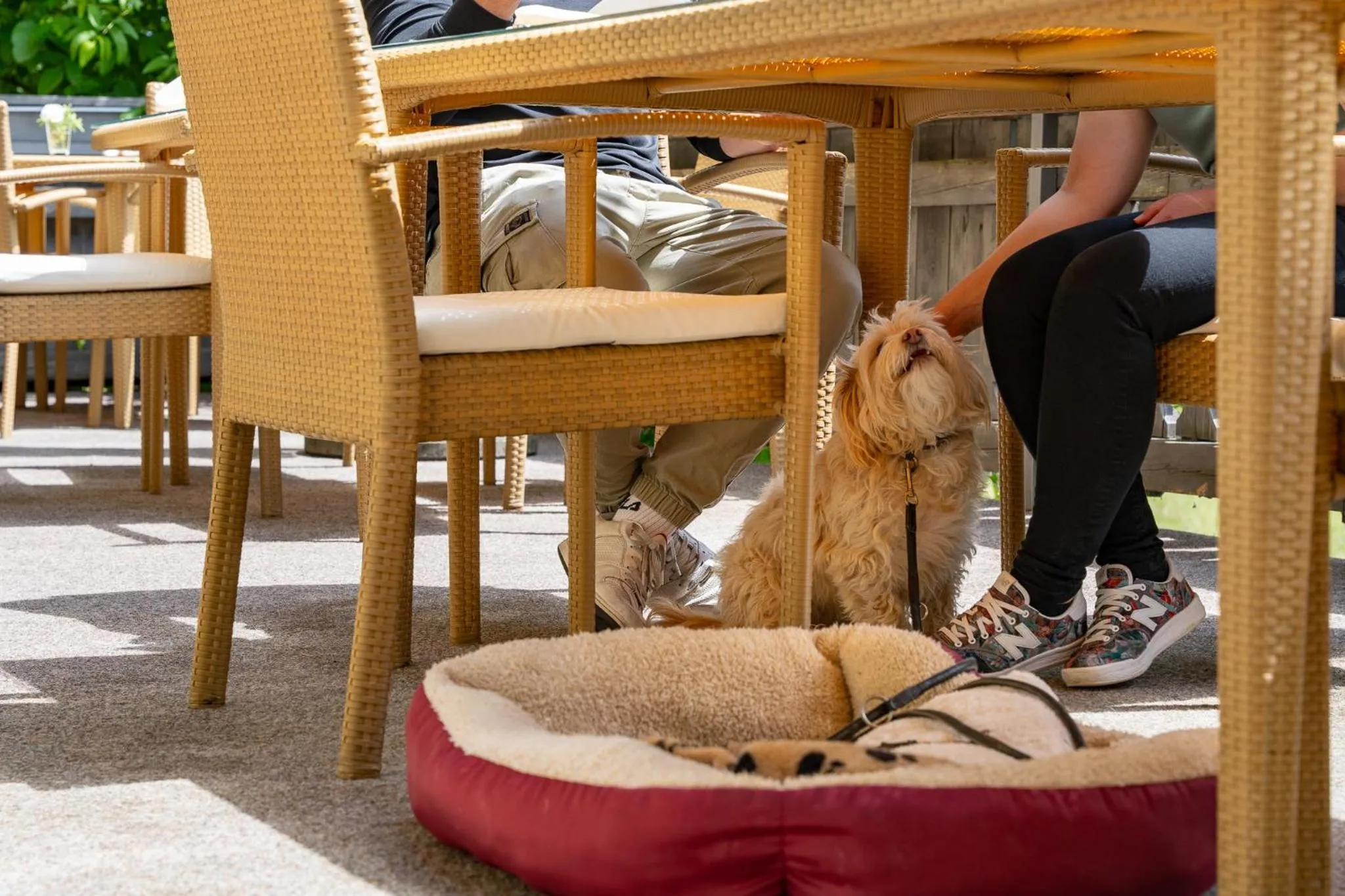 Pets in keyone rooms Tarrenz