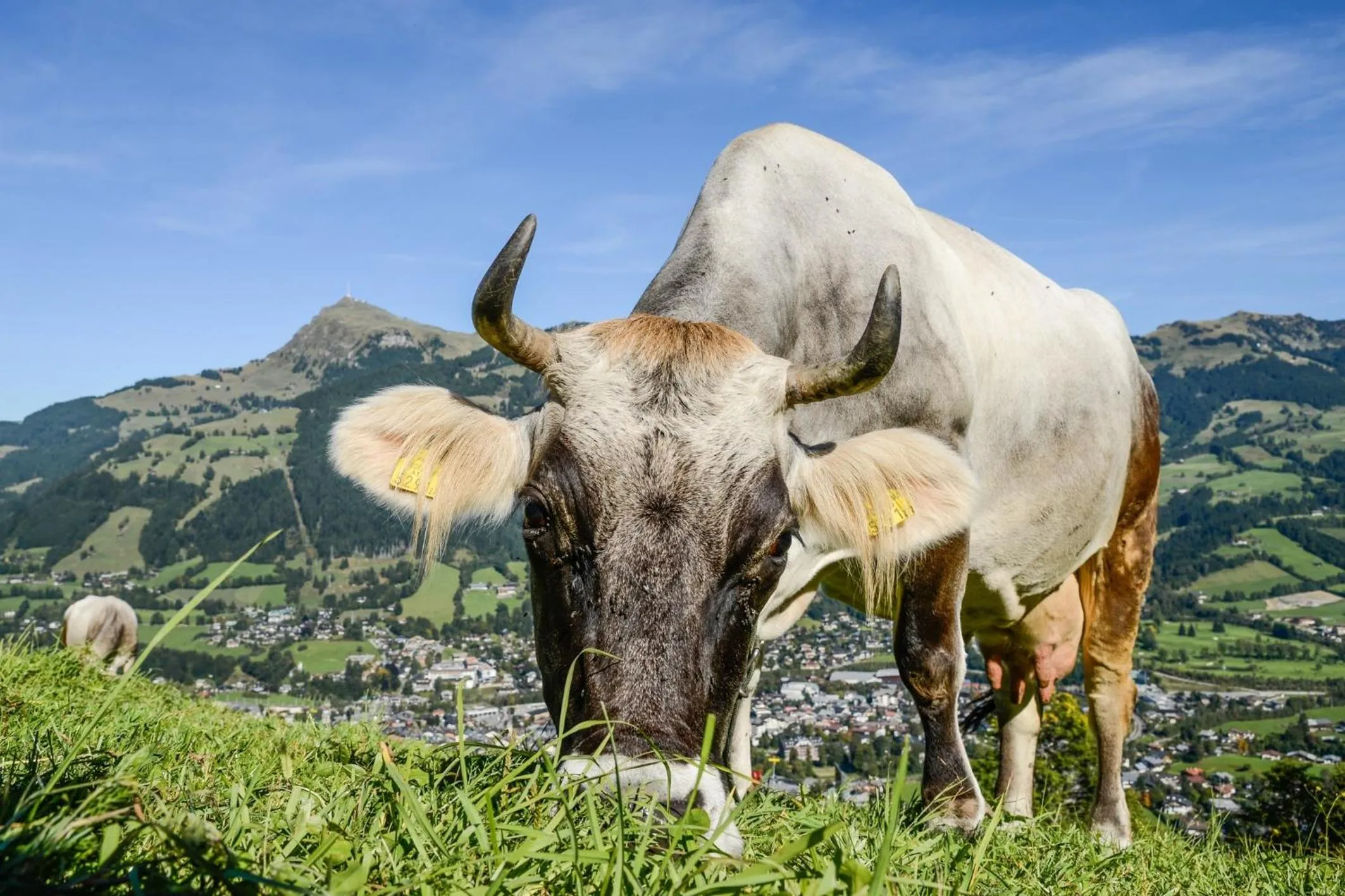 Seasons in Hotel Zentral ****superior