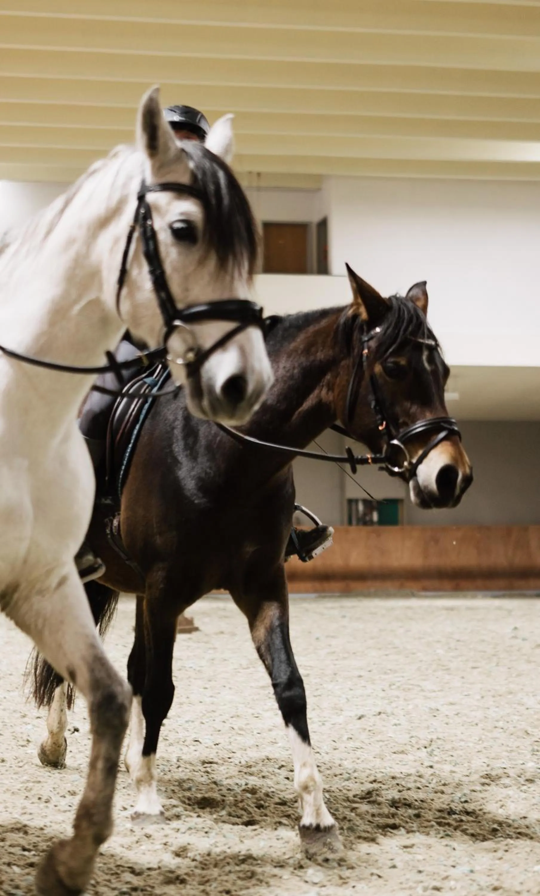 Horse-riding in Walliserhof