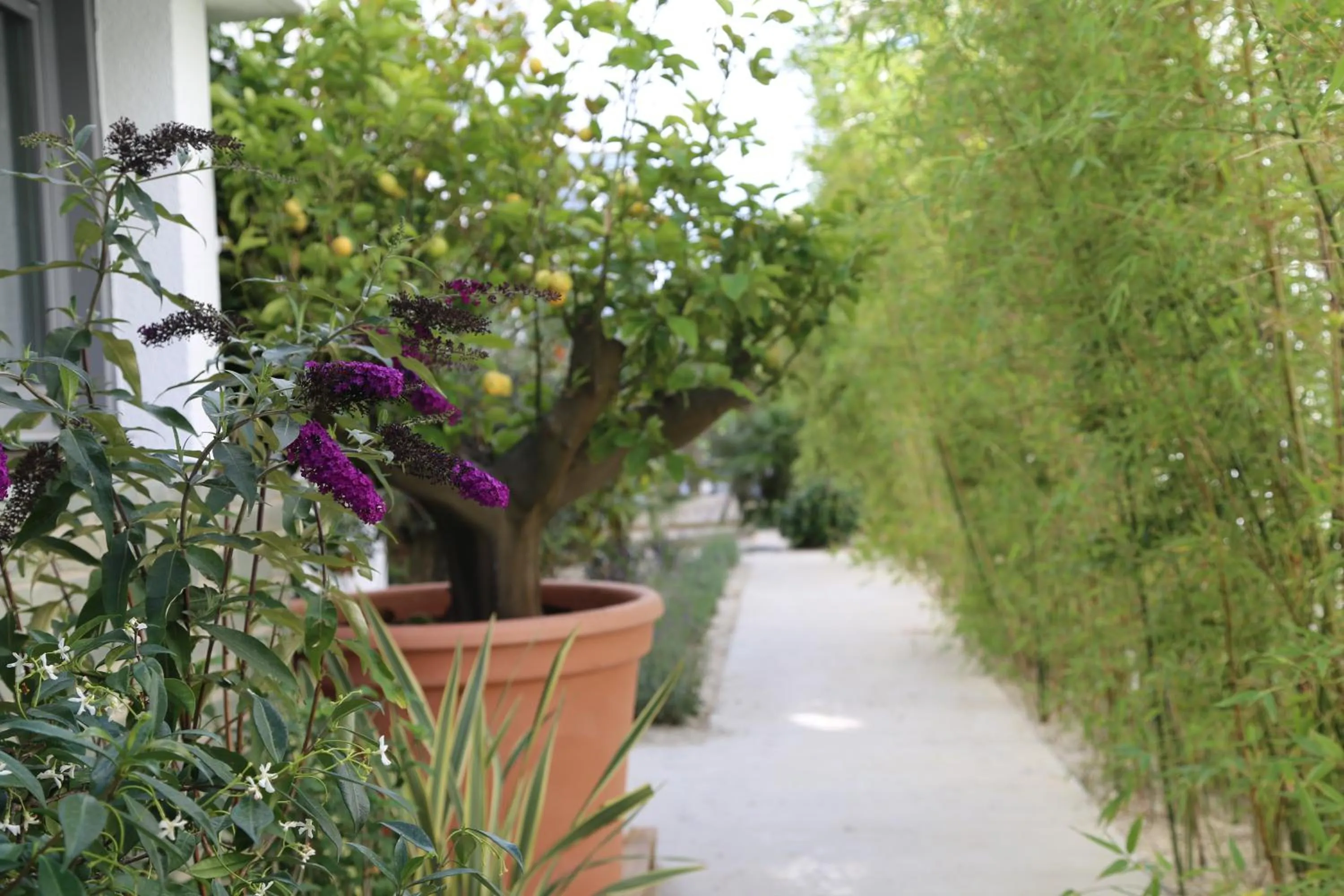 Garden in Best Western Plus Central Park Hotel