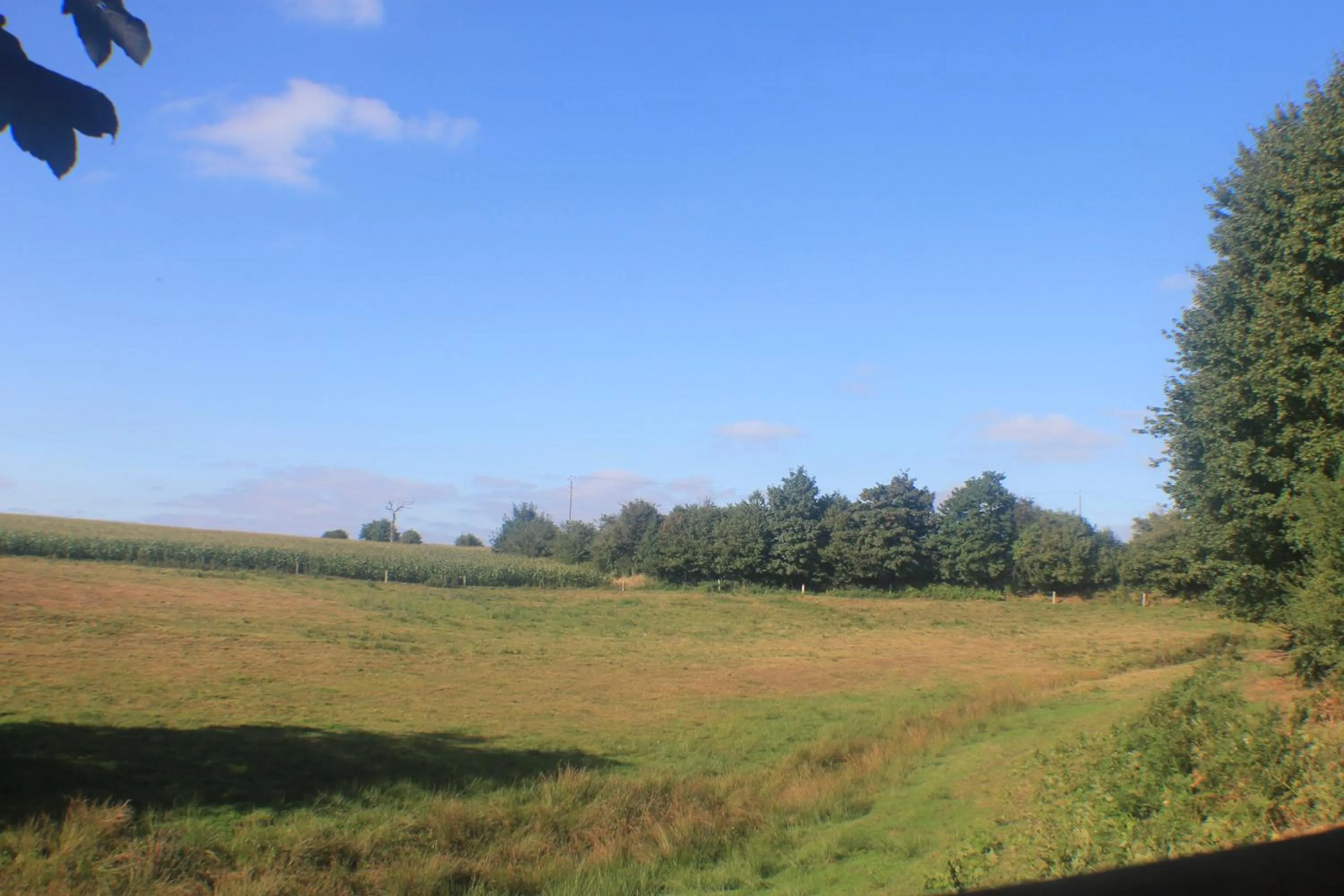 Garden in Walnut House
