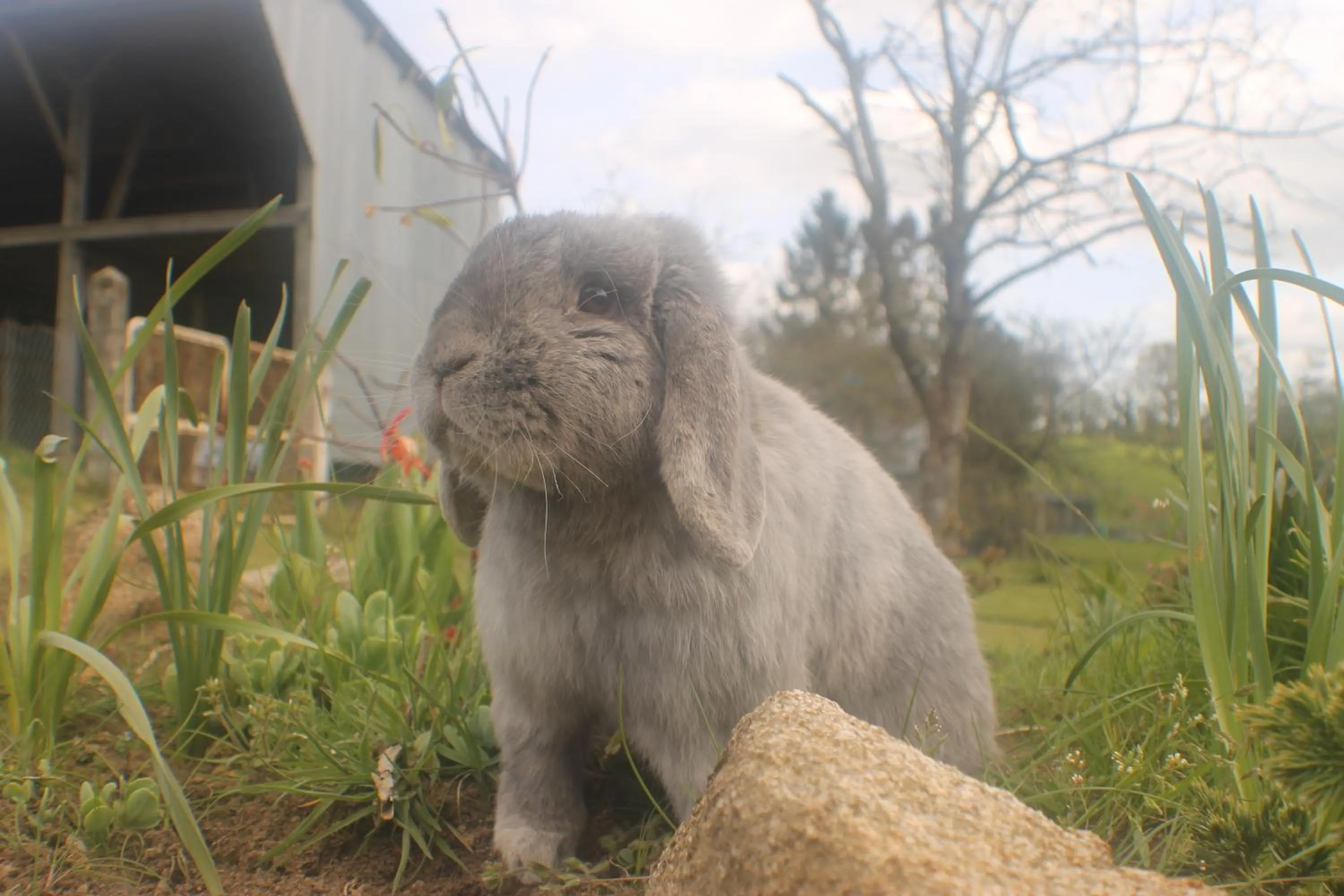 Property building in Walnut House