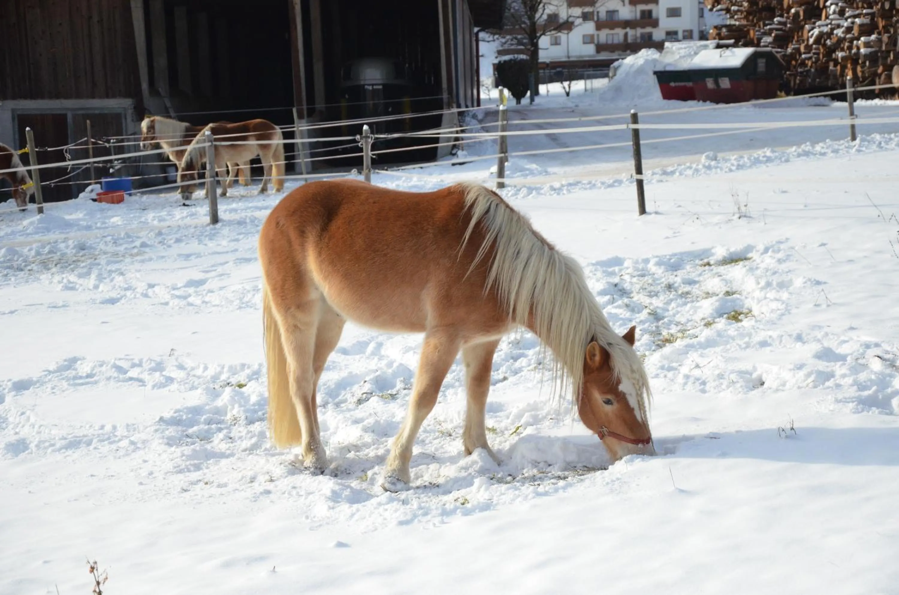 Animals in Aparthotel AlpTirol