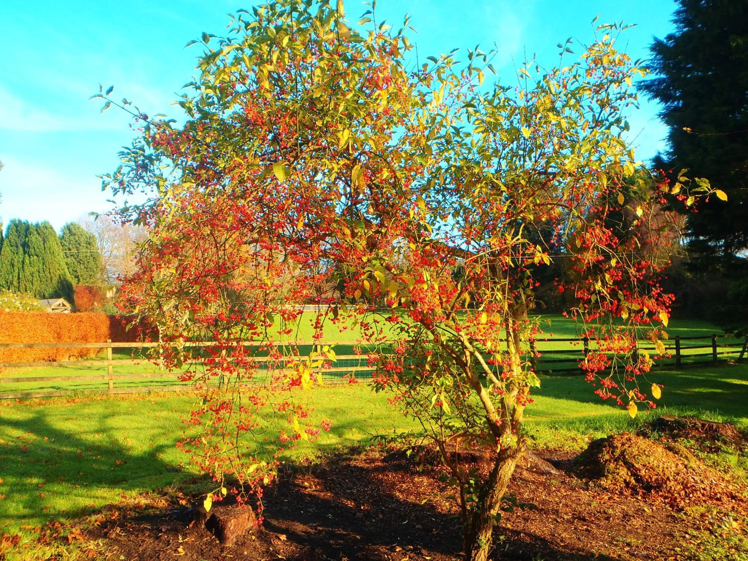 Garden in Kipps Farm