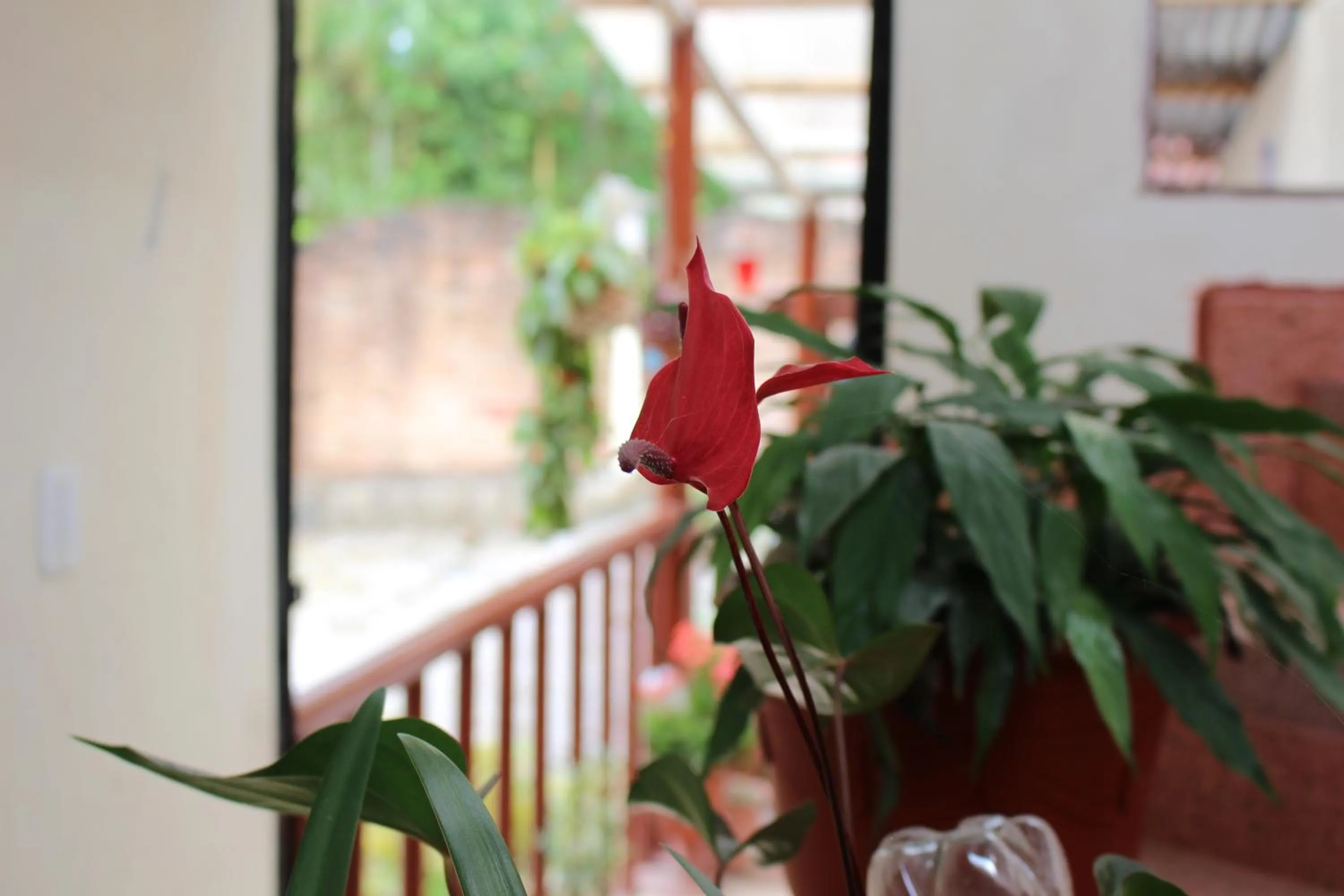 Garden in Hotel Flor Del Campo