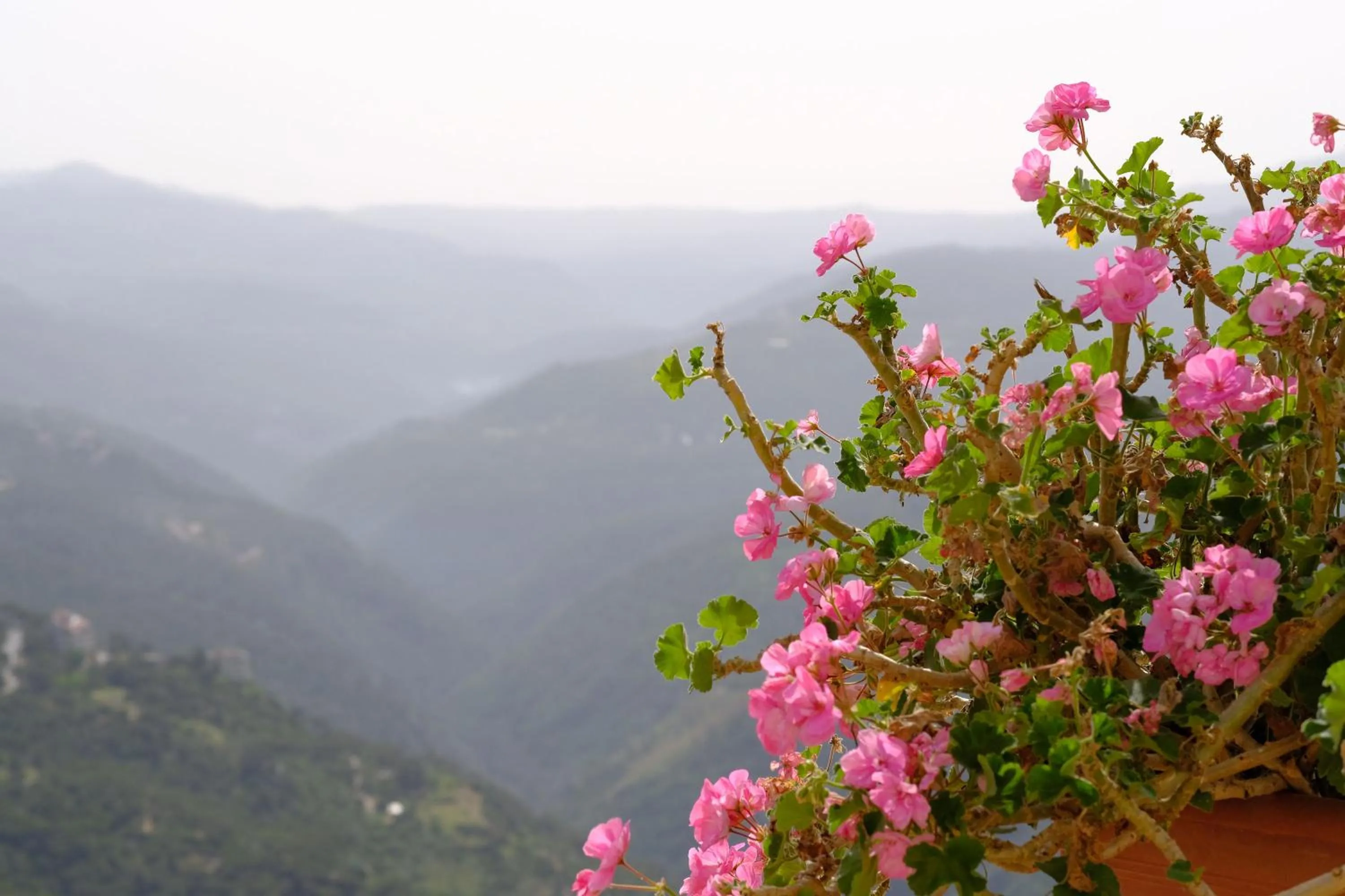Natural landscape in Hotel Wakim