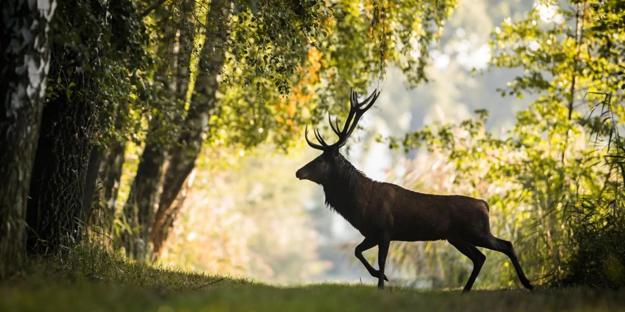 Other in Holiday Inn West Yellowstone by IHG