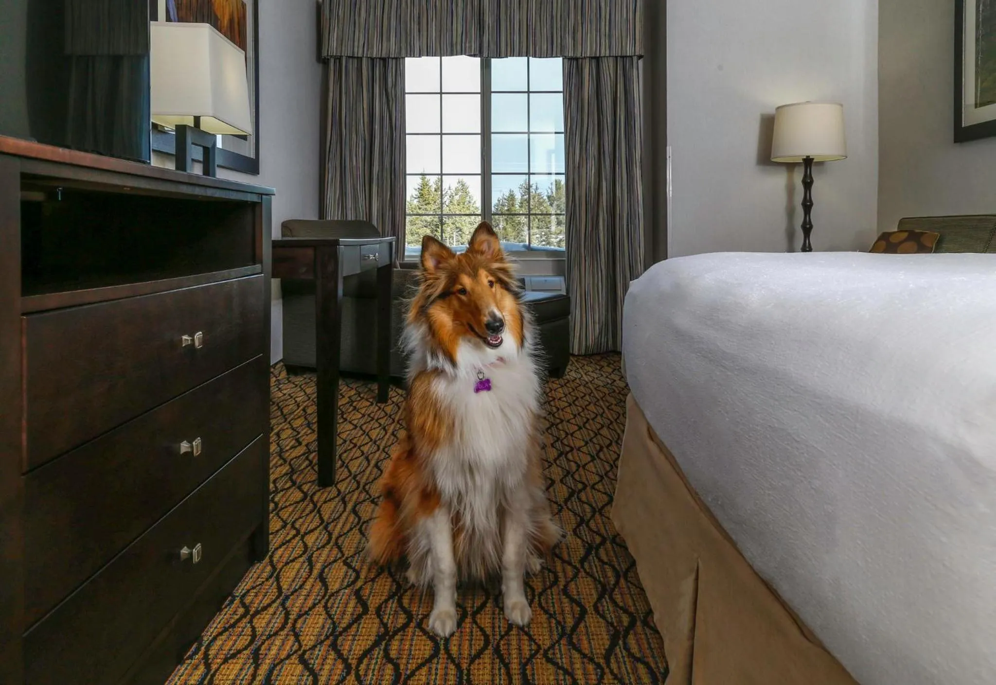 Photo of the whole room, Bed in Holiday Inn West Yellowstone by IHG
