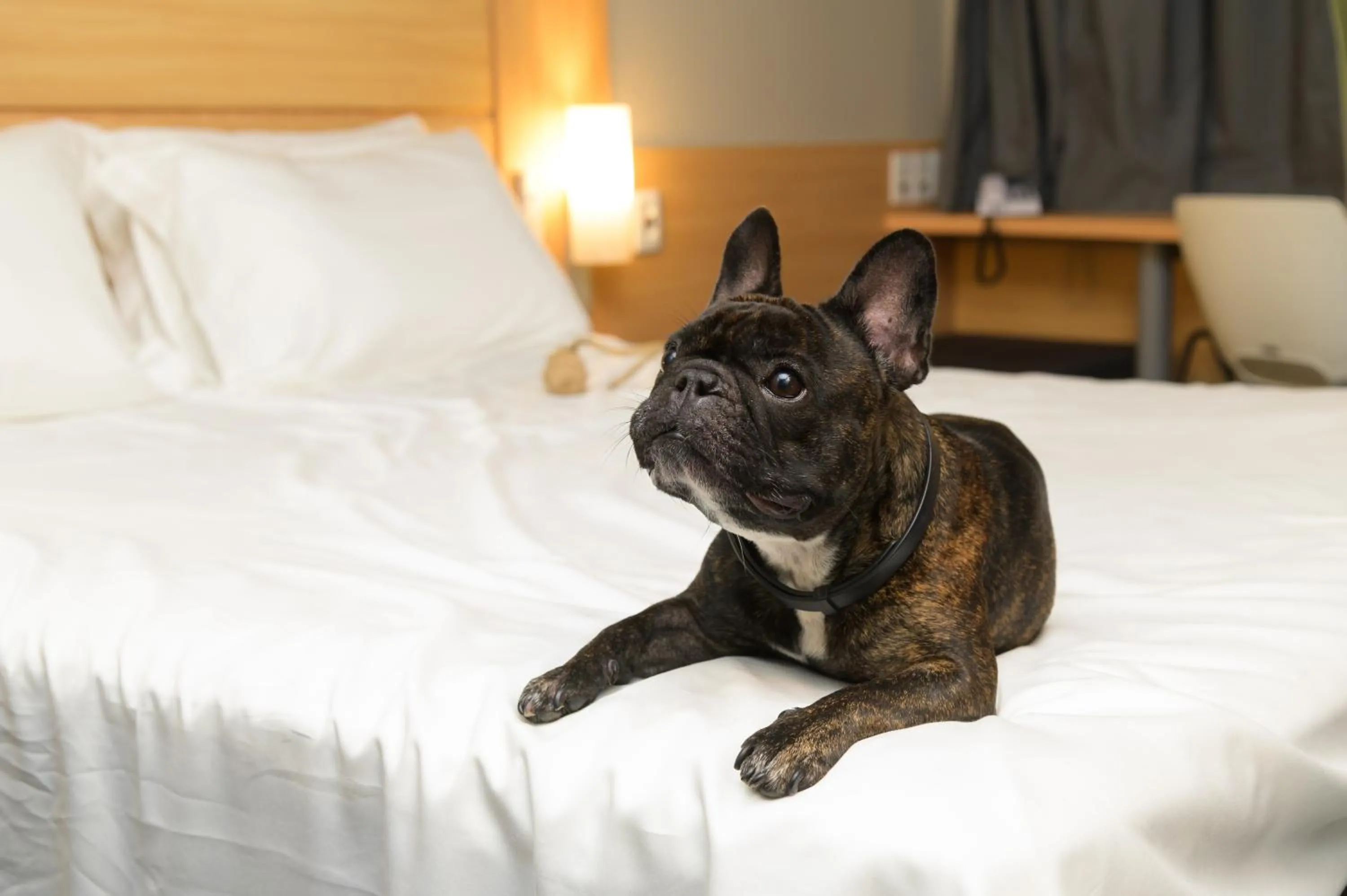 Pets, Bed in ibis Aracaju