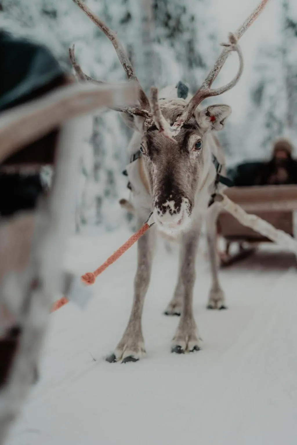 Activities in Arctic TreeHouse Hotel