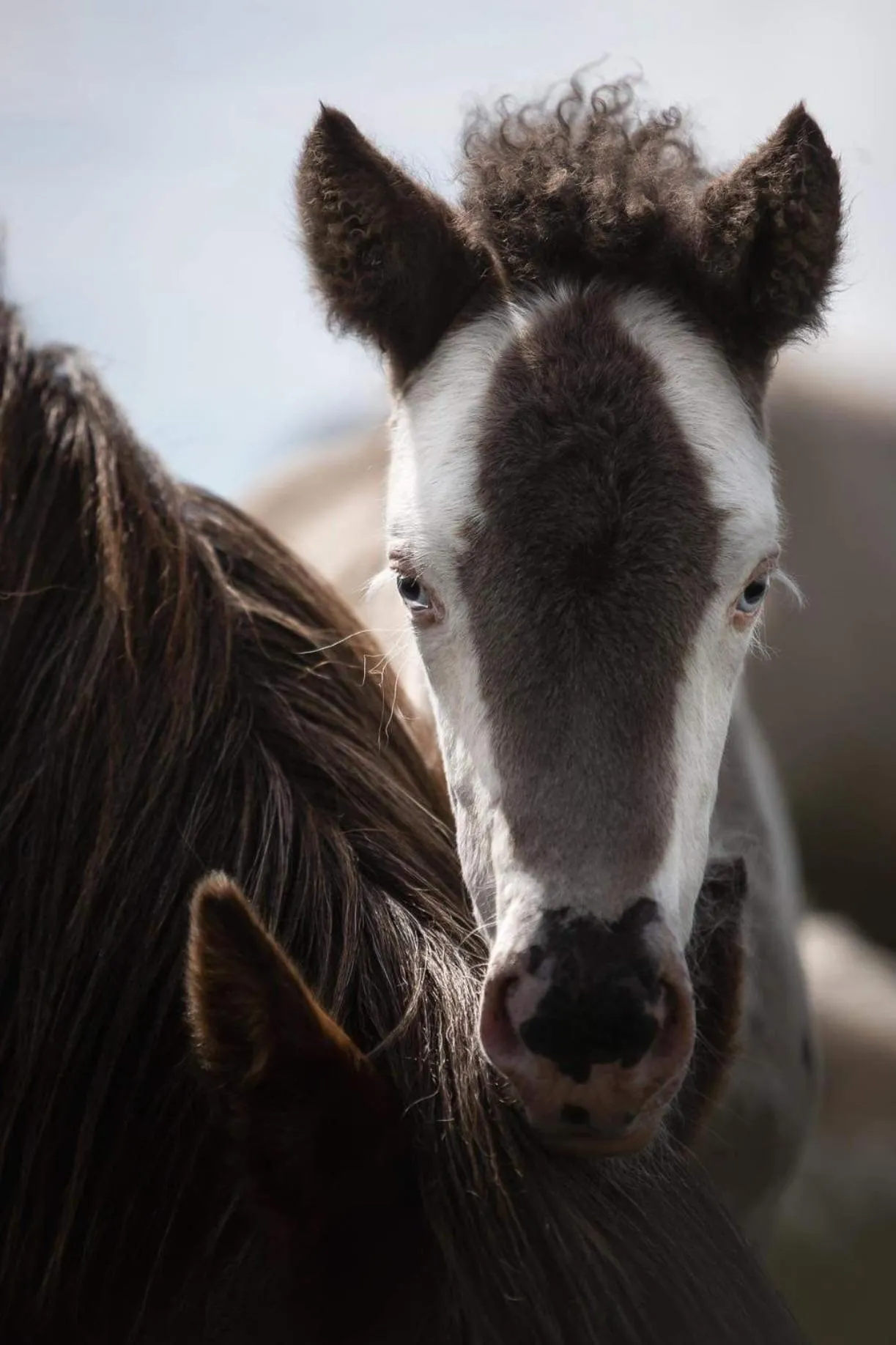Animals in Lindartún Guesthouse