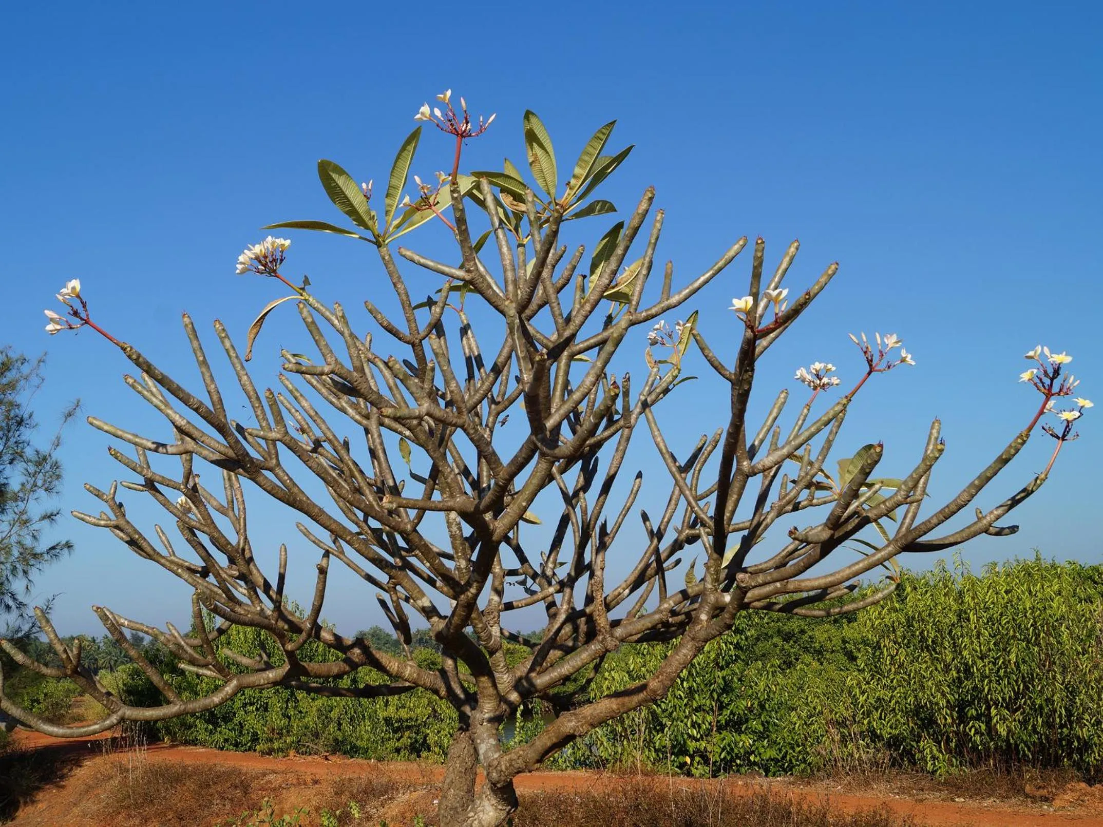 Natural landscape in Kinara Stay