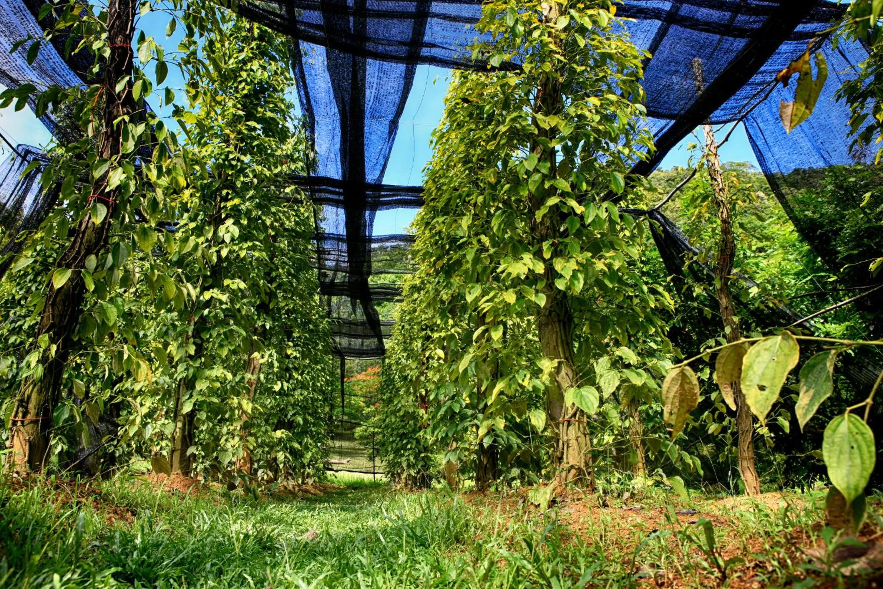 Natural landscape in Q Bungalows