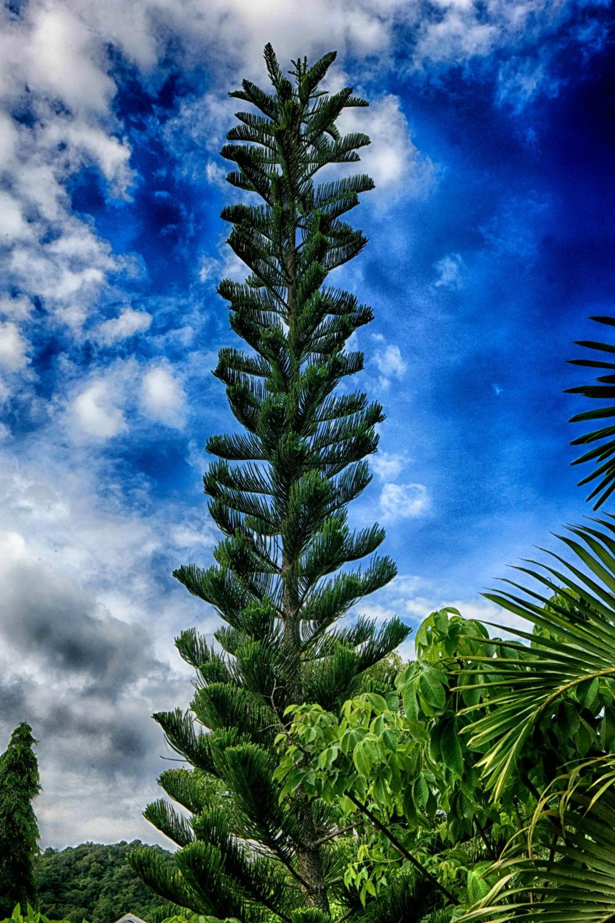 Natural landscape in Q Bungalows