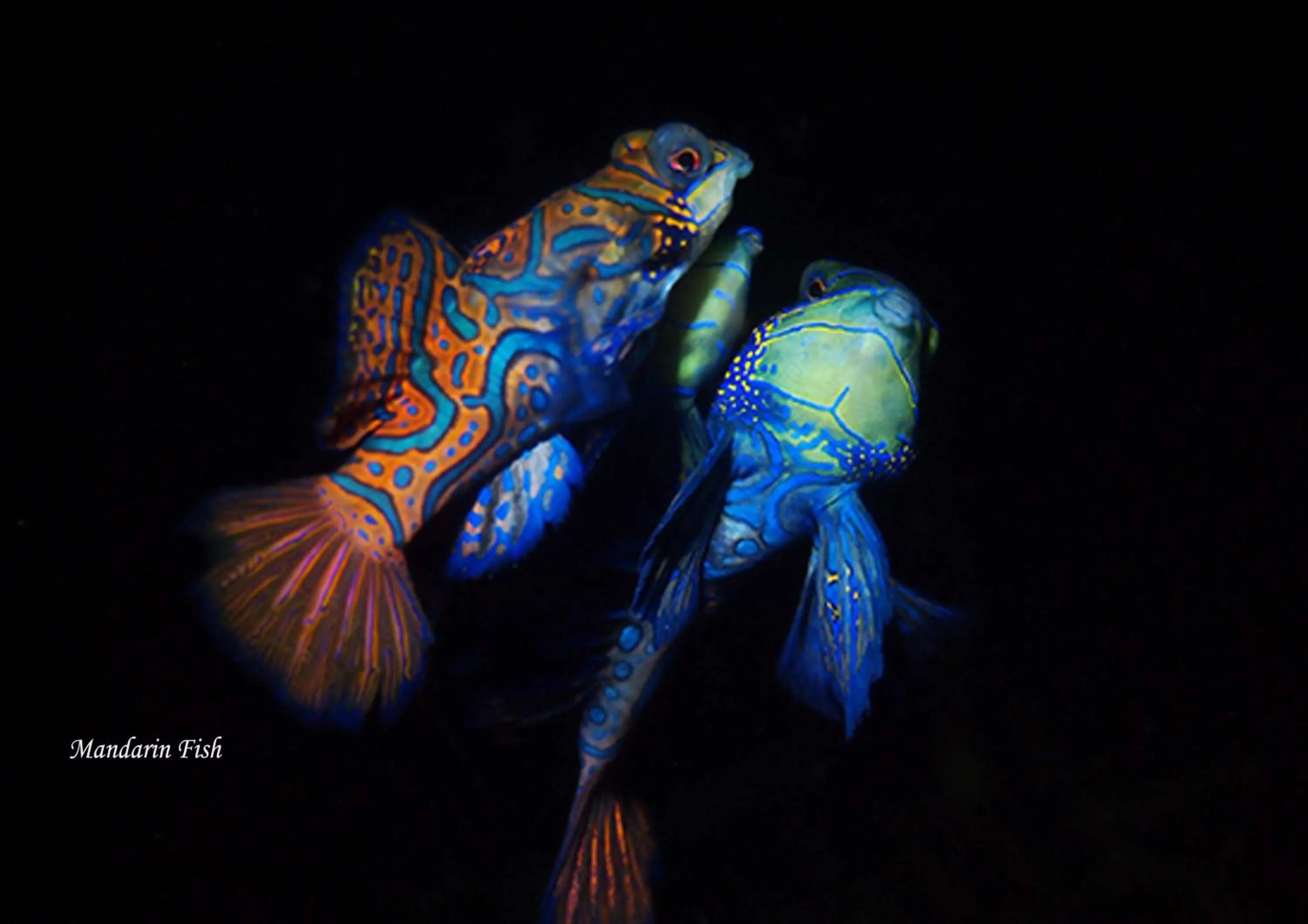 Diving in Cocotinos Lembeh a Boutique Dive Lodge