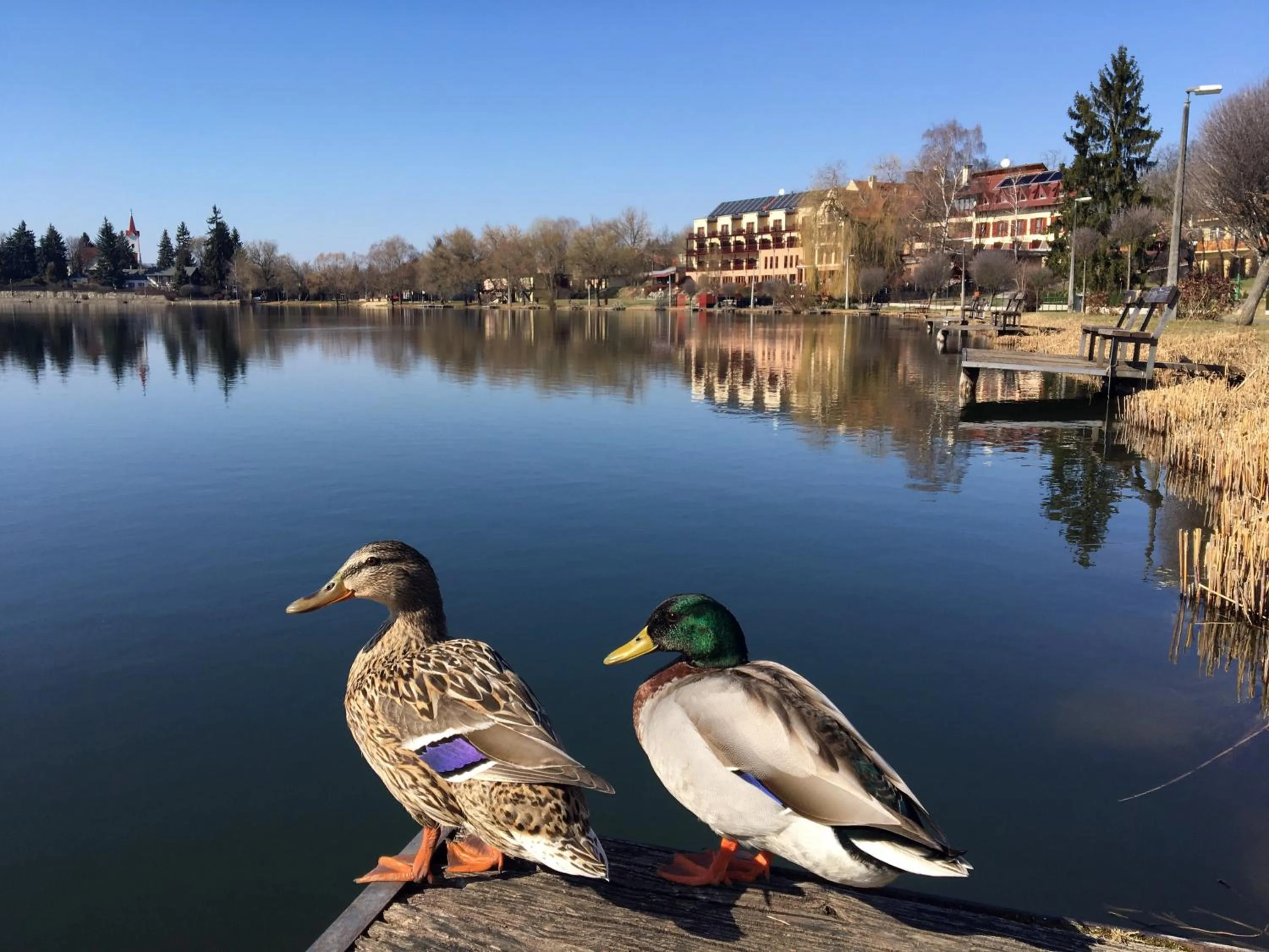 Lake view in Tó Wellness Hotel