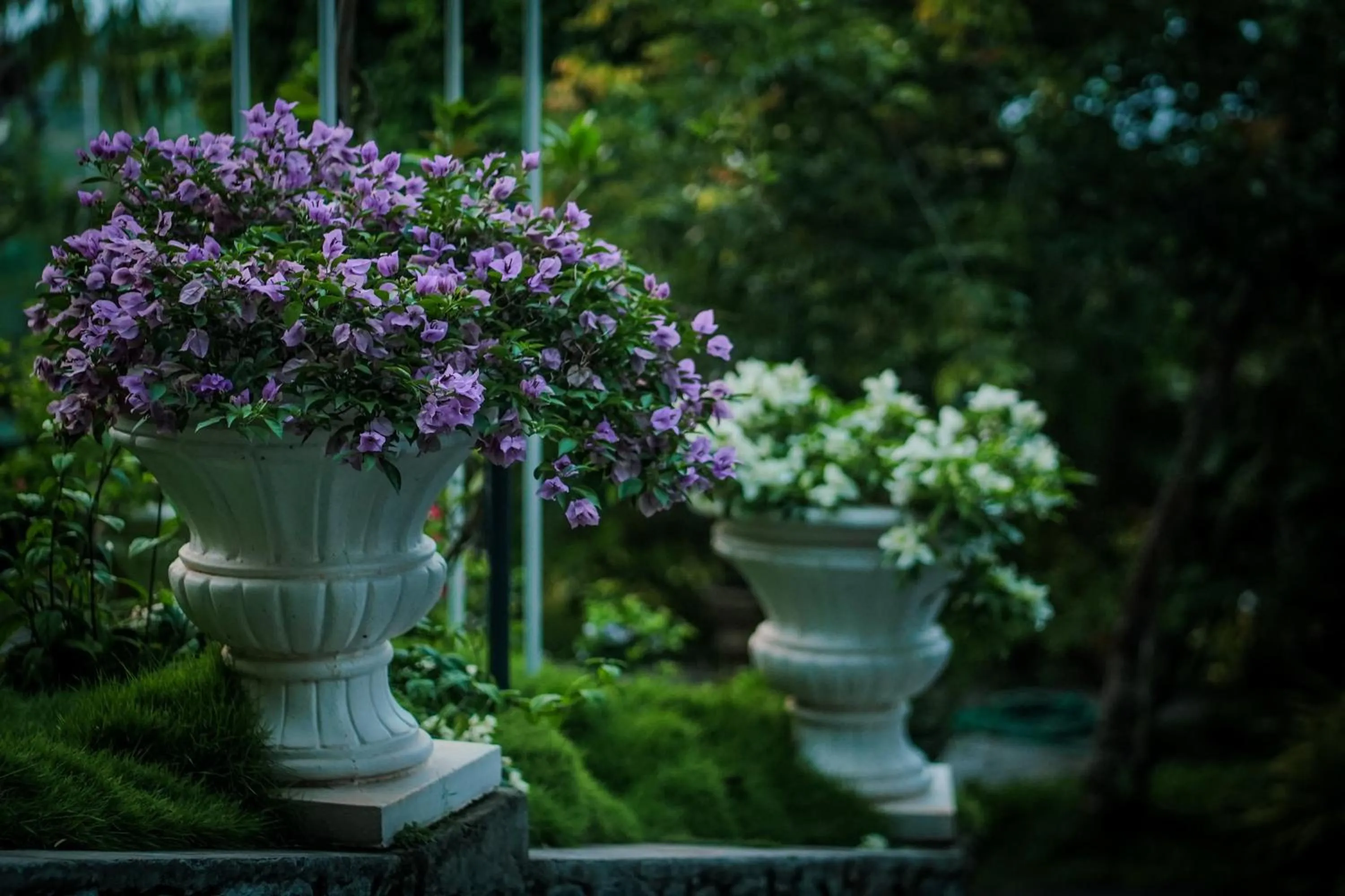 Garden in Mount Xanadu Resorts