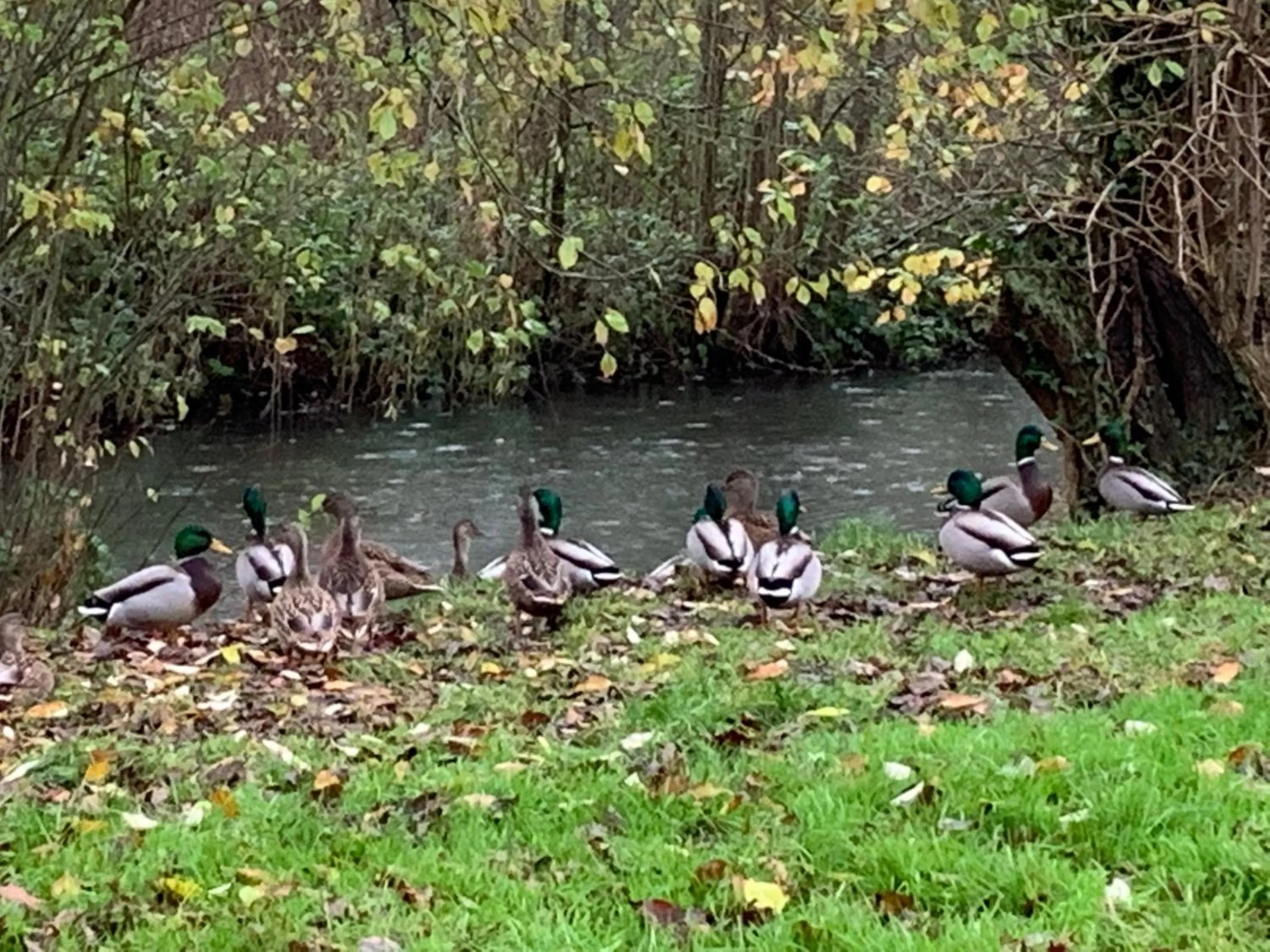 Garden view in Little Norton Mill