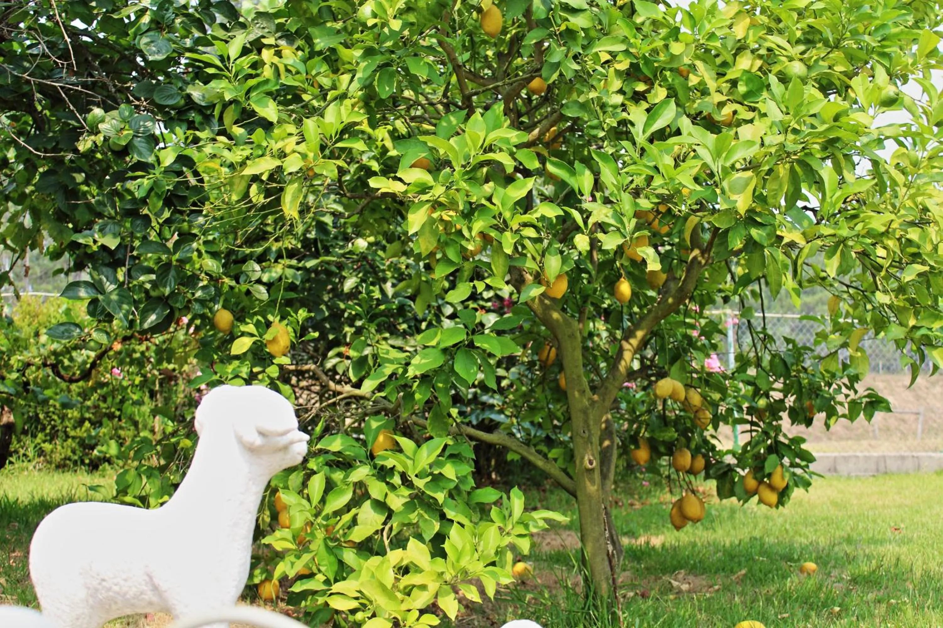 Garden in Residencial Pinho Verde