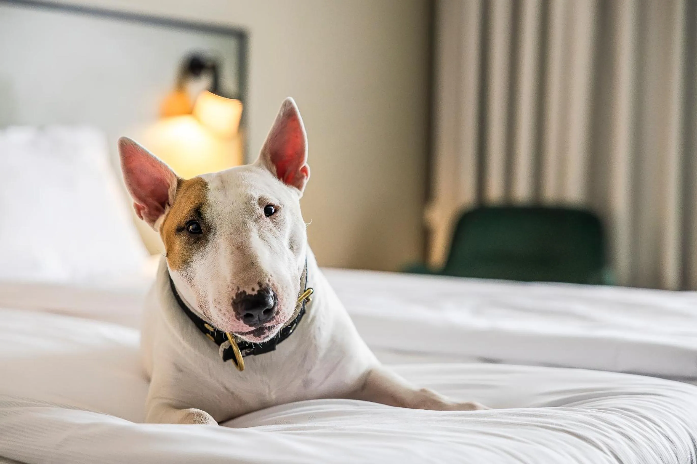 Animals, Bed in Comfort Hotel Sundsvall