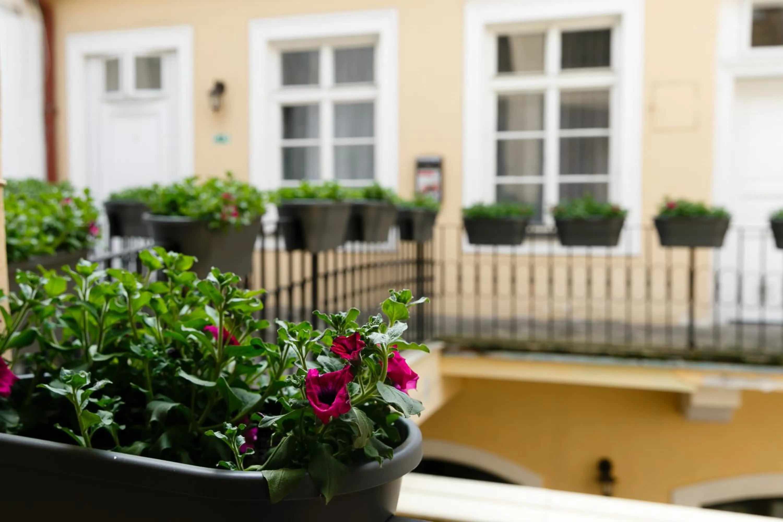 Balcony/Terrace in Pension U Lilie