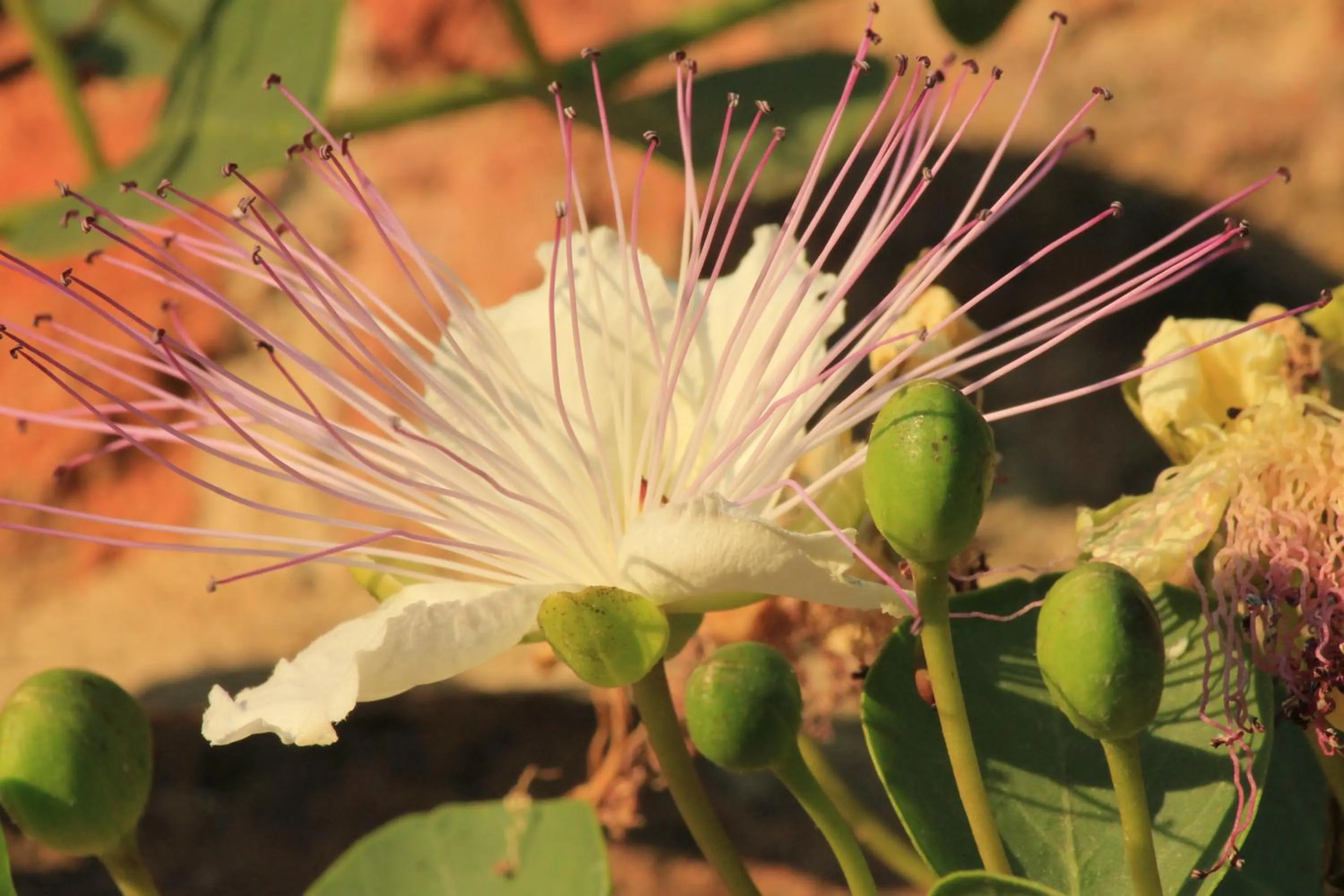 Garden in LA CUCCAGNA DI DON BOSCO - No landlords and neighbours - Absolute privacy!