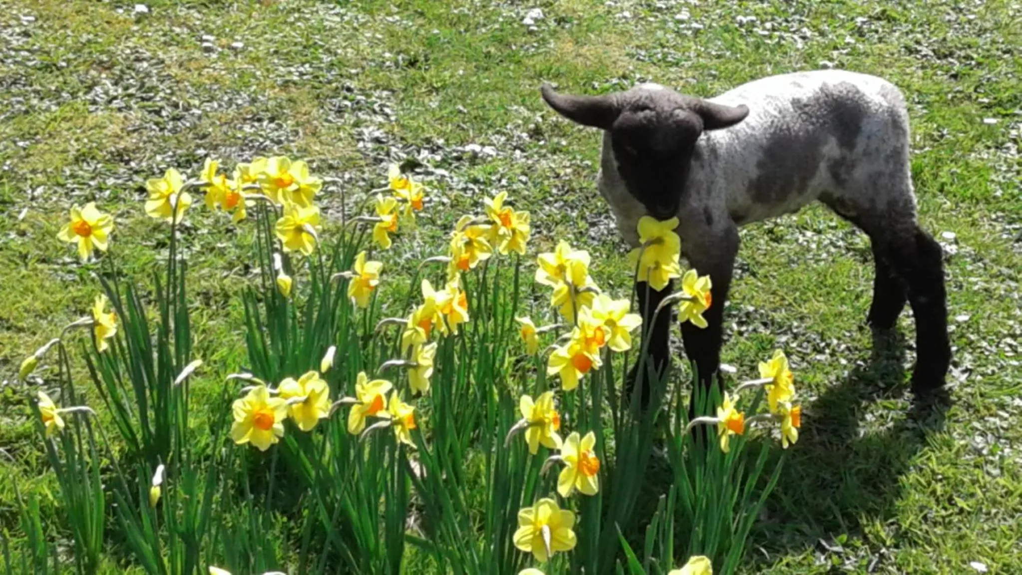 Pets in Kauri Villas