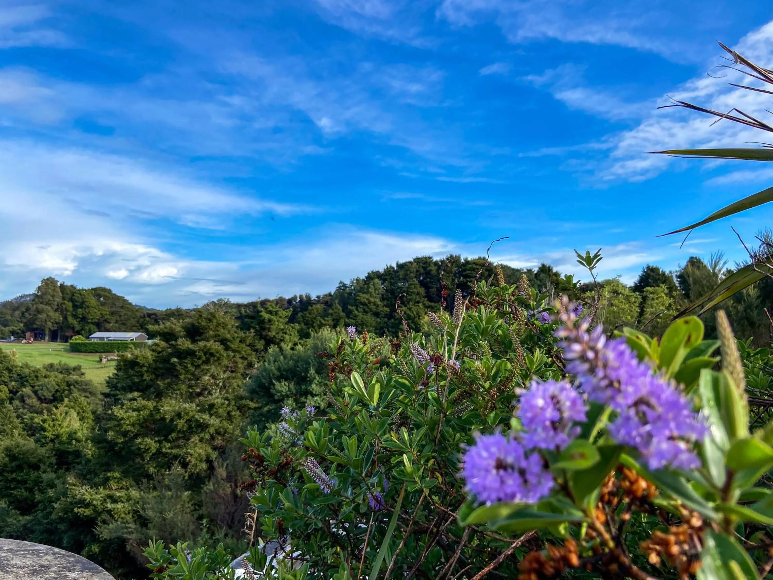 Garden in Kauri Villas