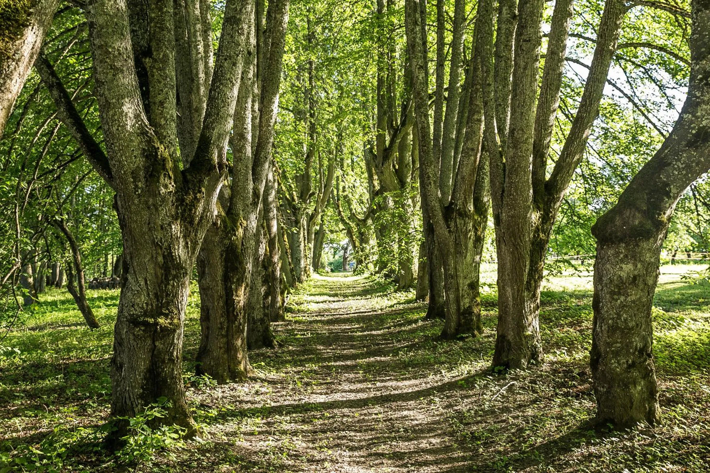 Natural landscape in Lindenhoff