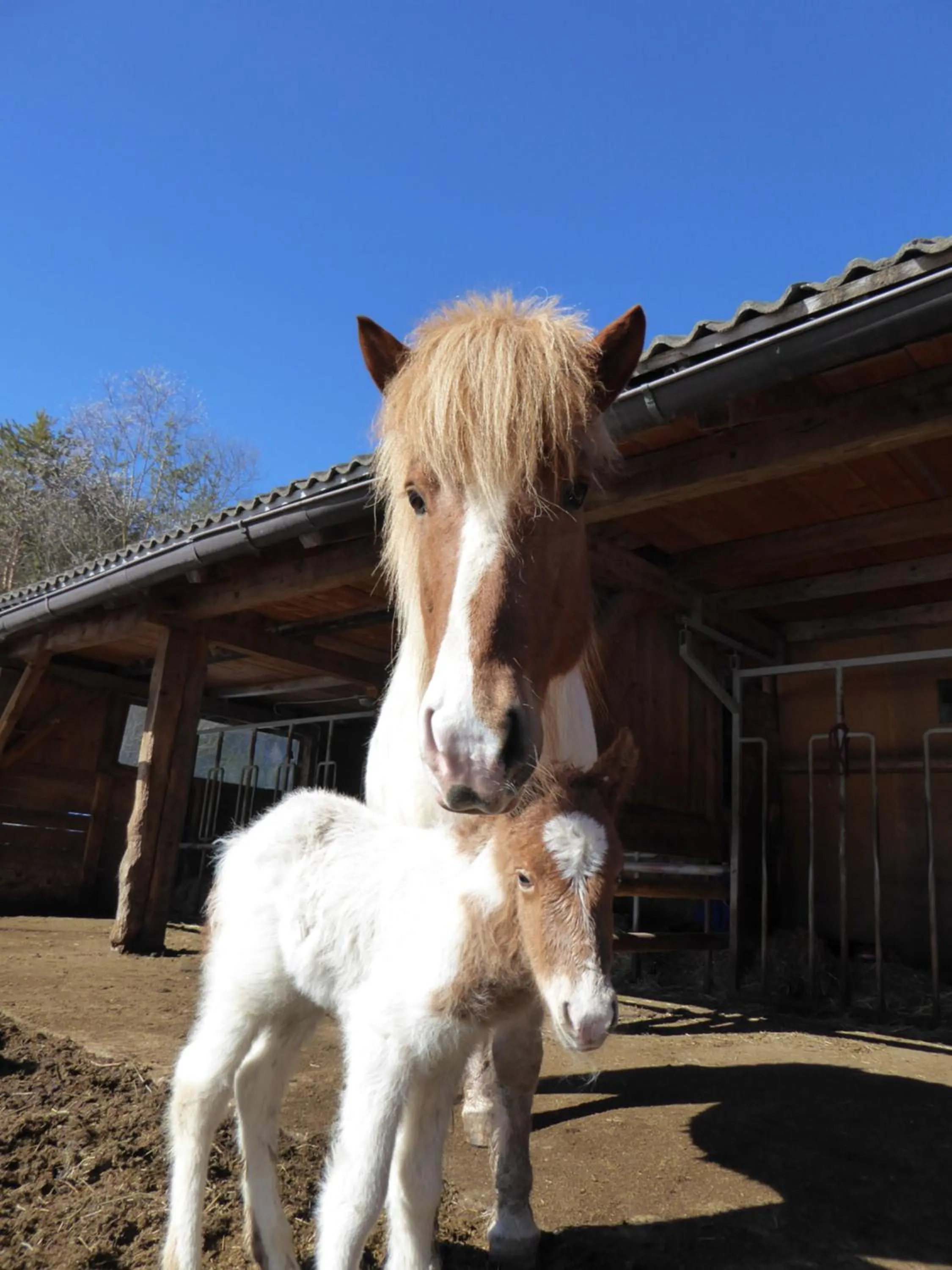 Horse-riding in Hotel Al Sonnenhof