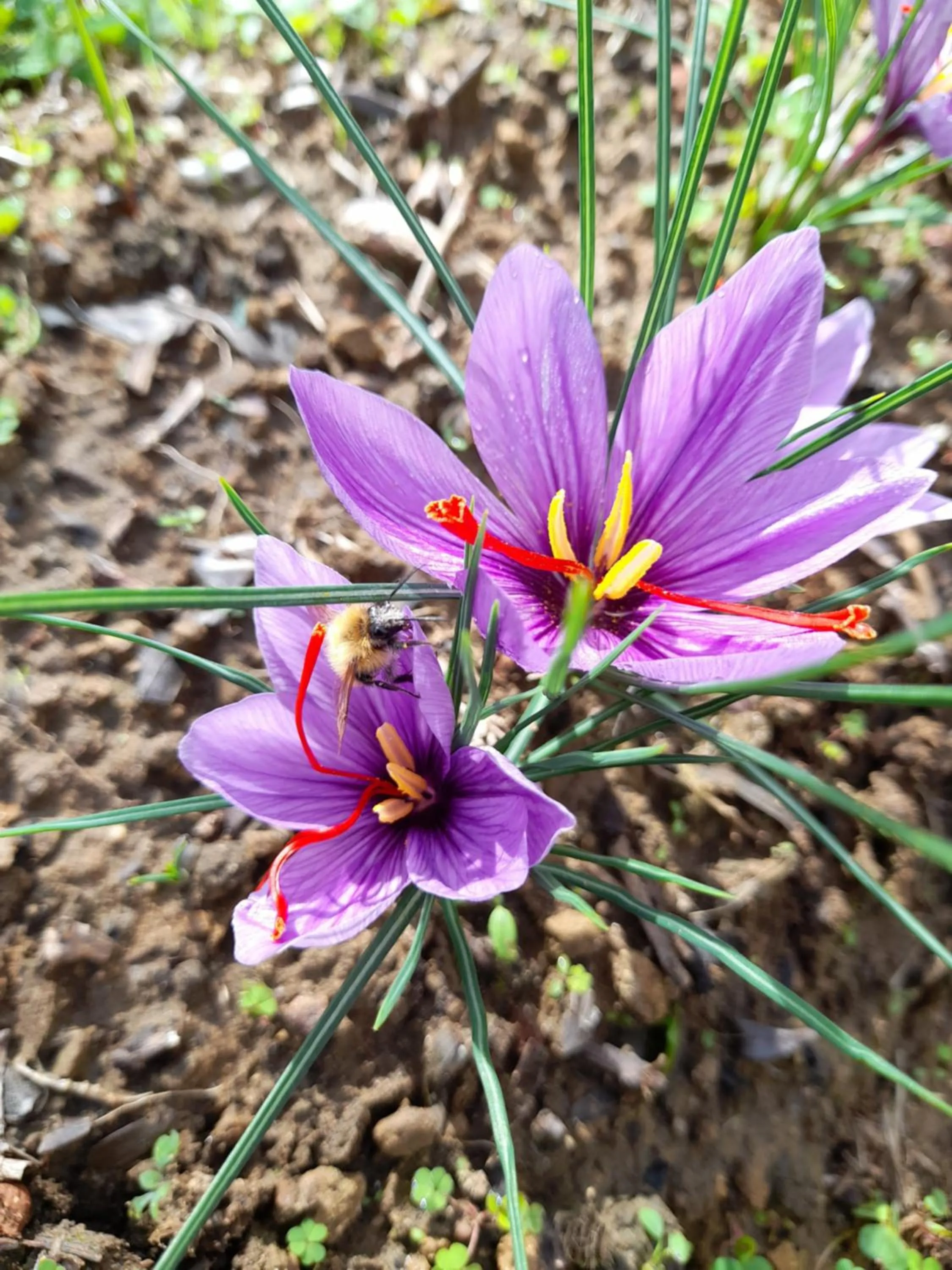 Garden in Antica Bottega di Vinci