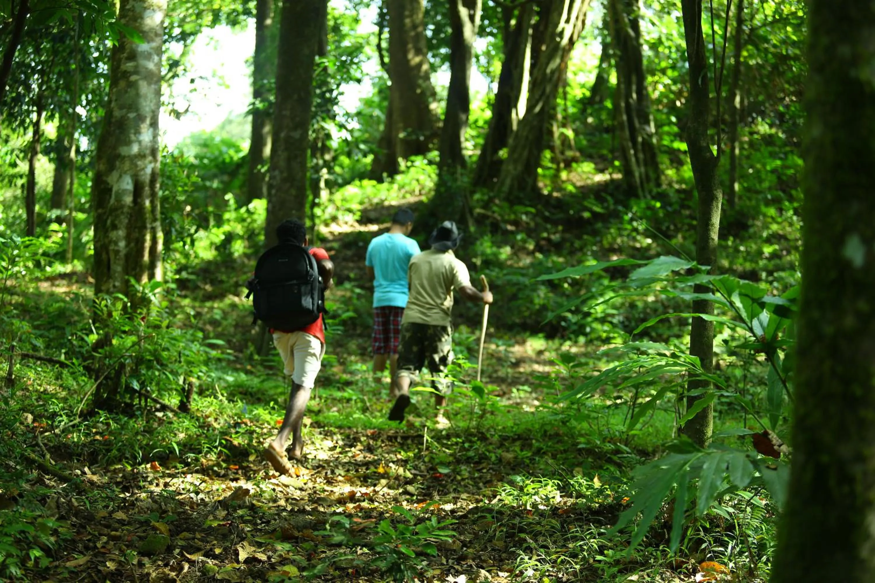 Natural landscape in Vagamon Heights