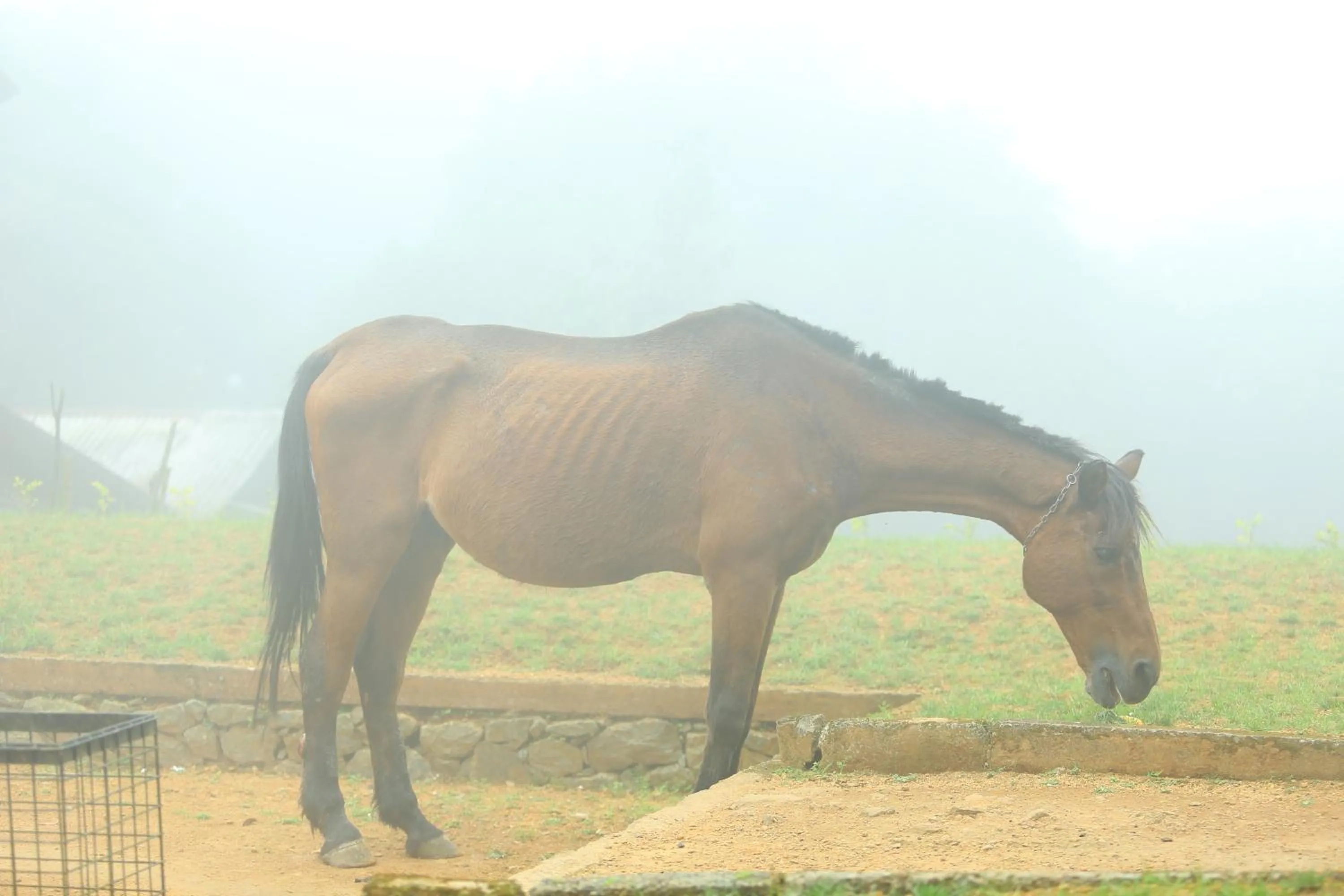 Pets in Vagamon Heights