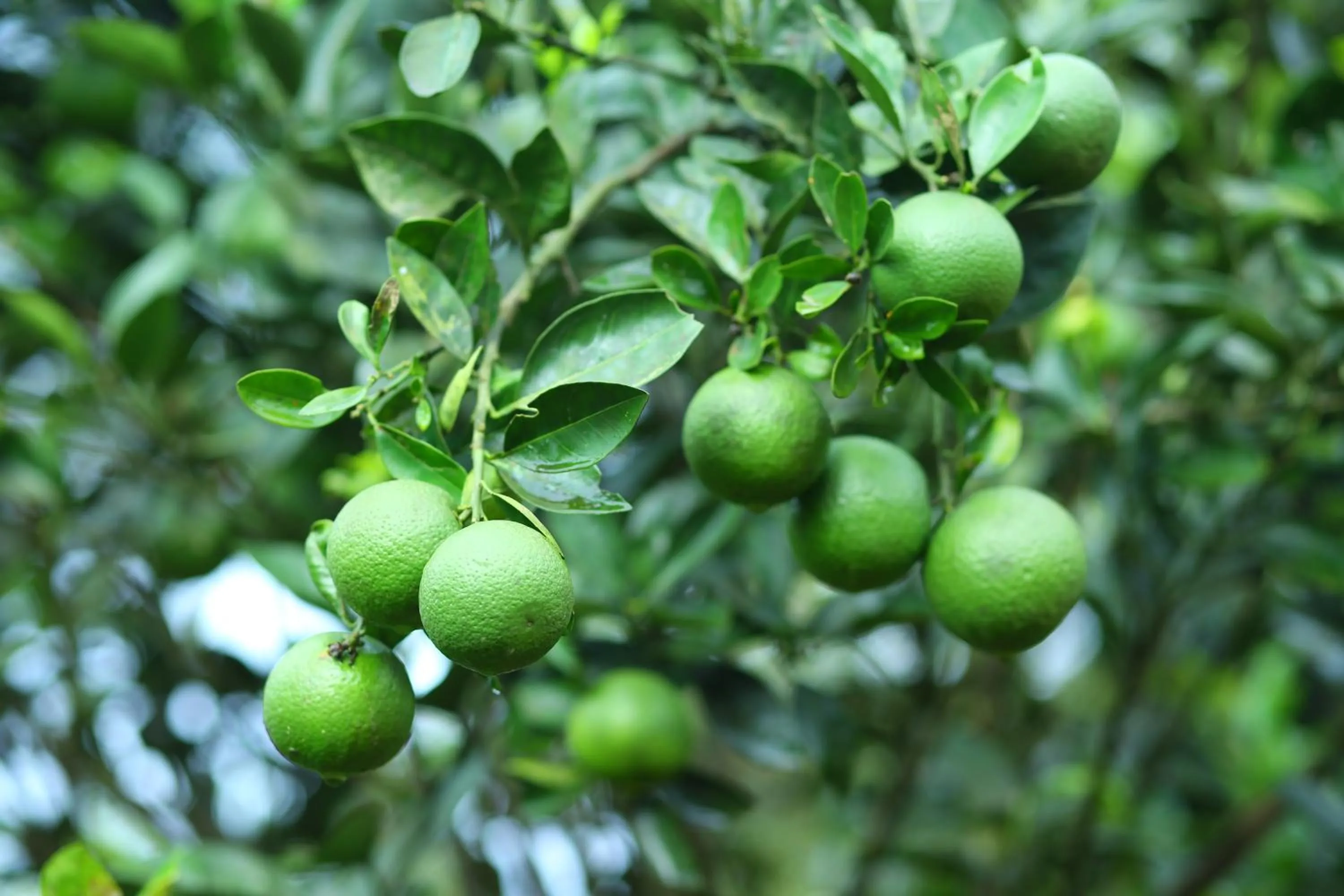 On site in Vagamon Heights