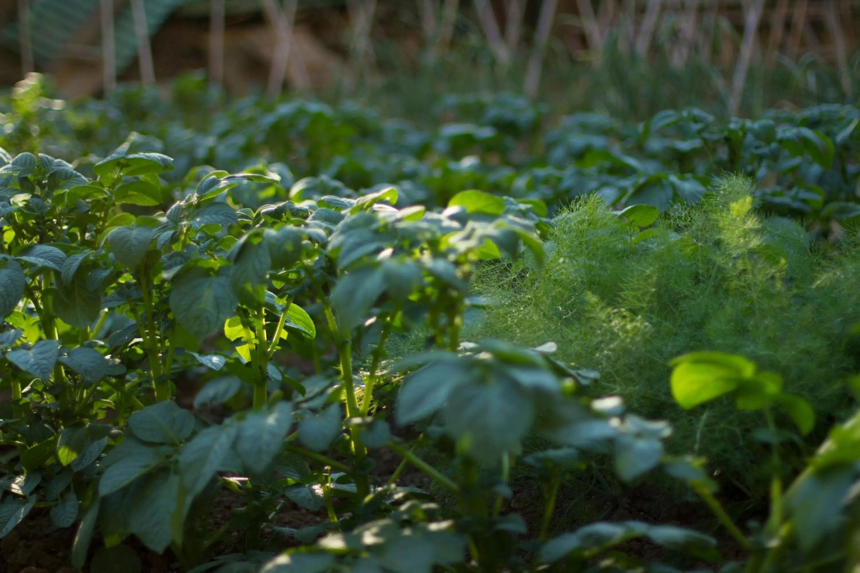 Garden view in Arcobaleno B&B