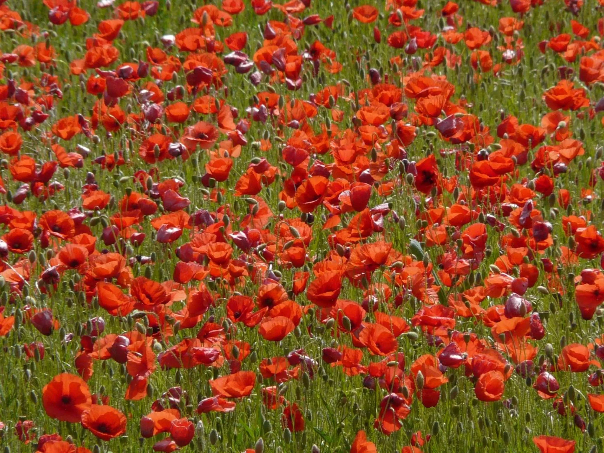 El Racó de Madremanya - Adults only