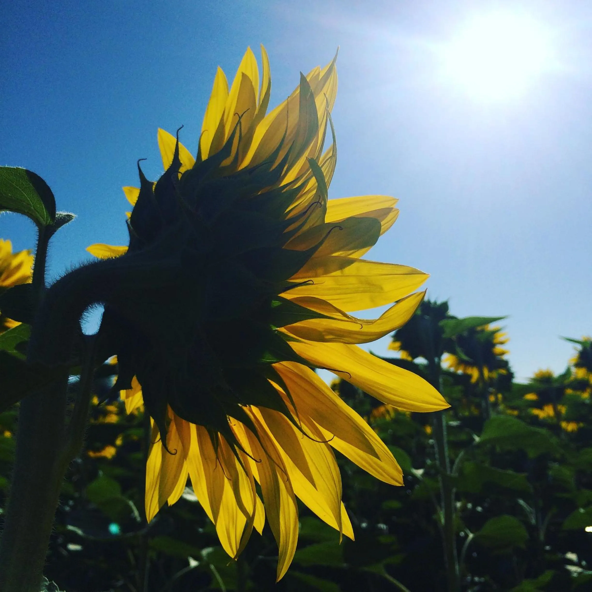 Neighbourhood in Labarthe