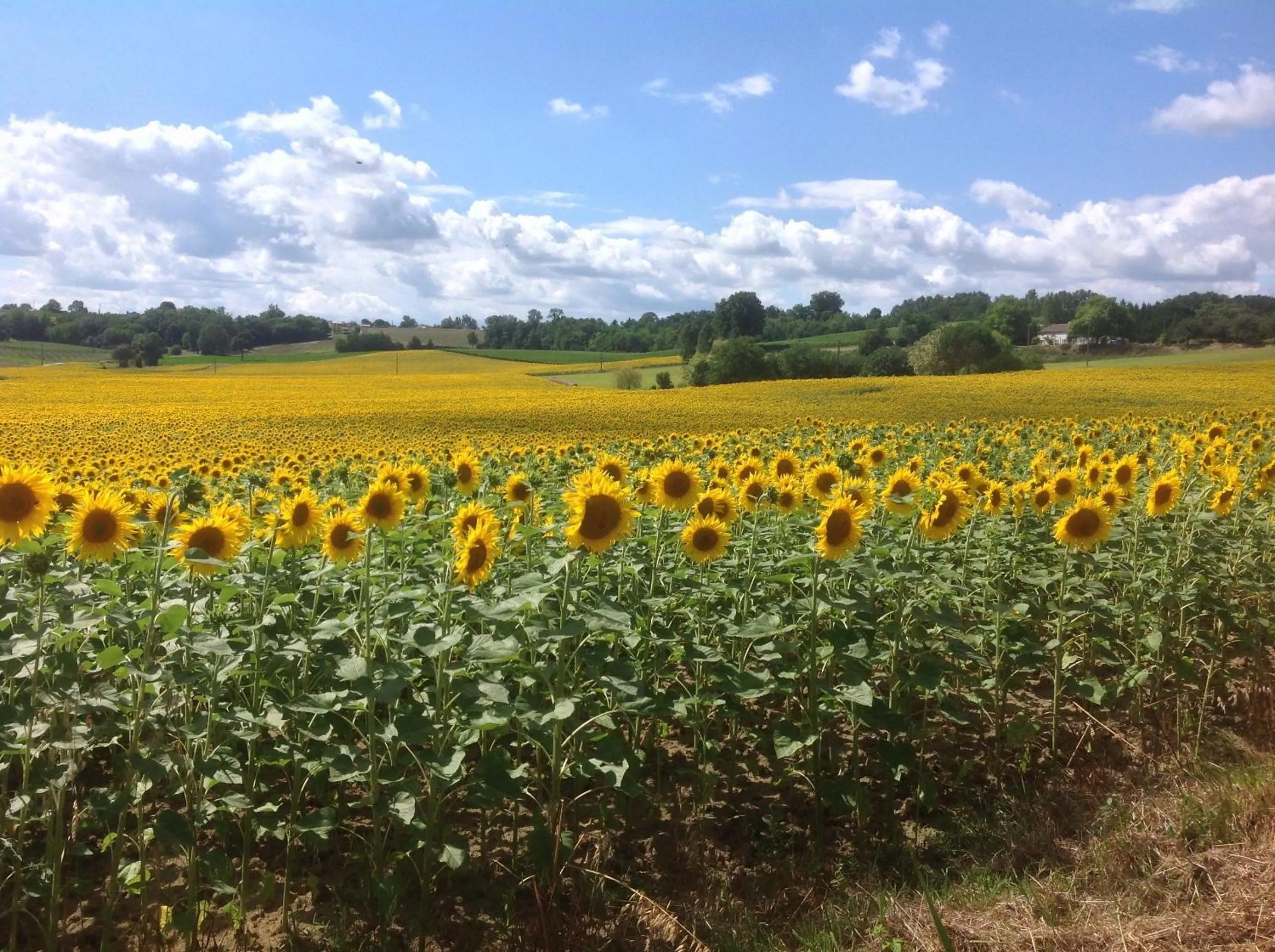View (from property/room) in Labarthe