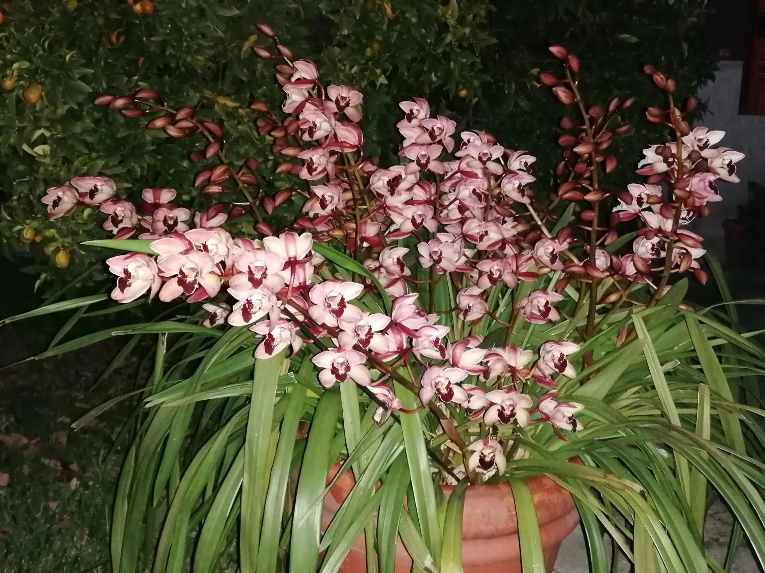 Garden in B&b Cilento Paestum