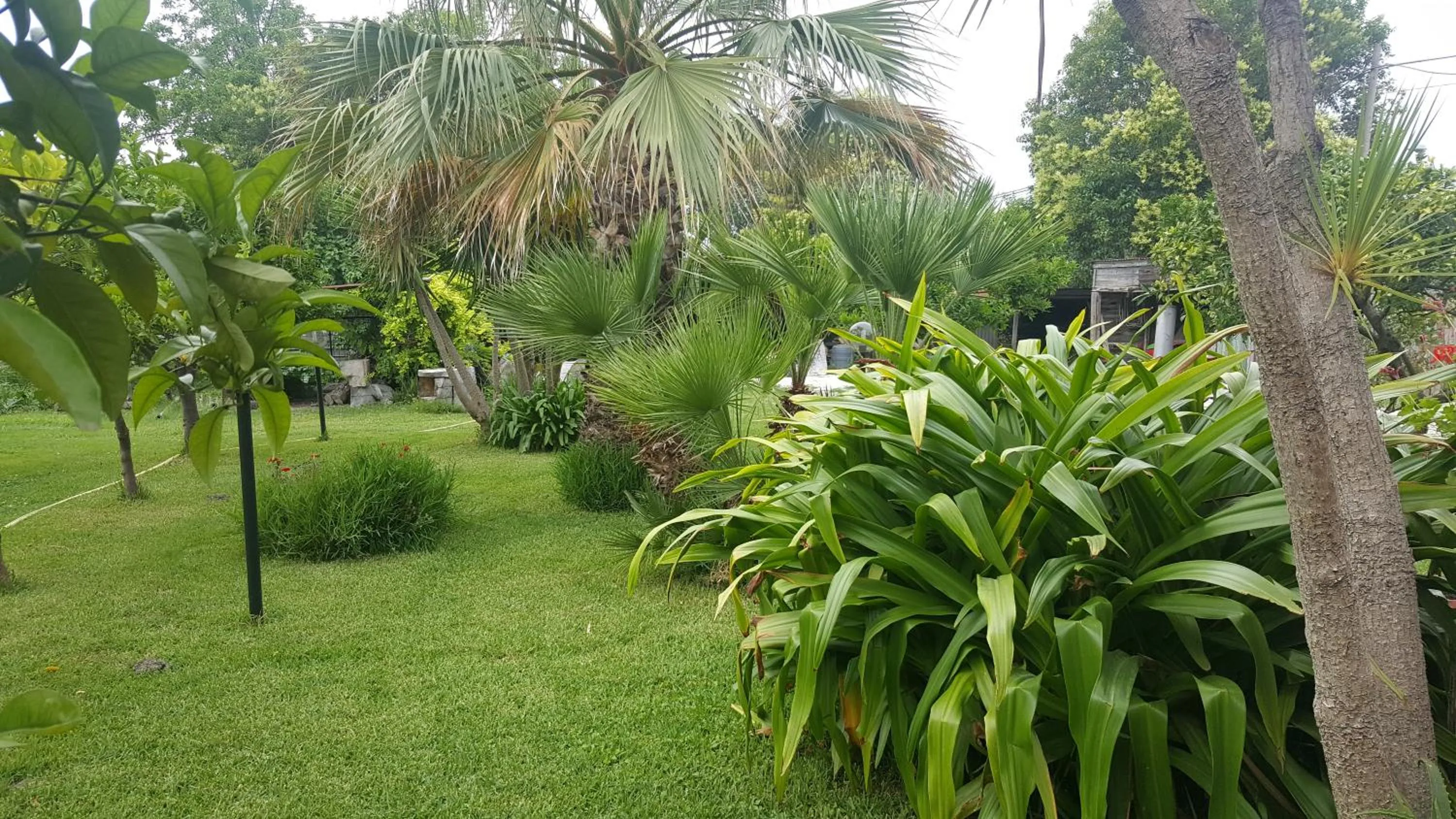 Garden in B&b Cilento Paestum