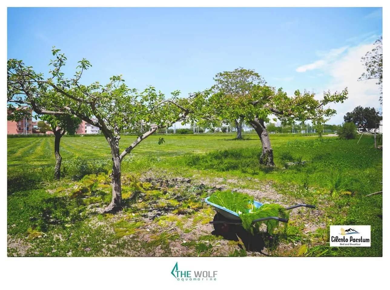 Garden in B&b Cilento Paestum