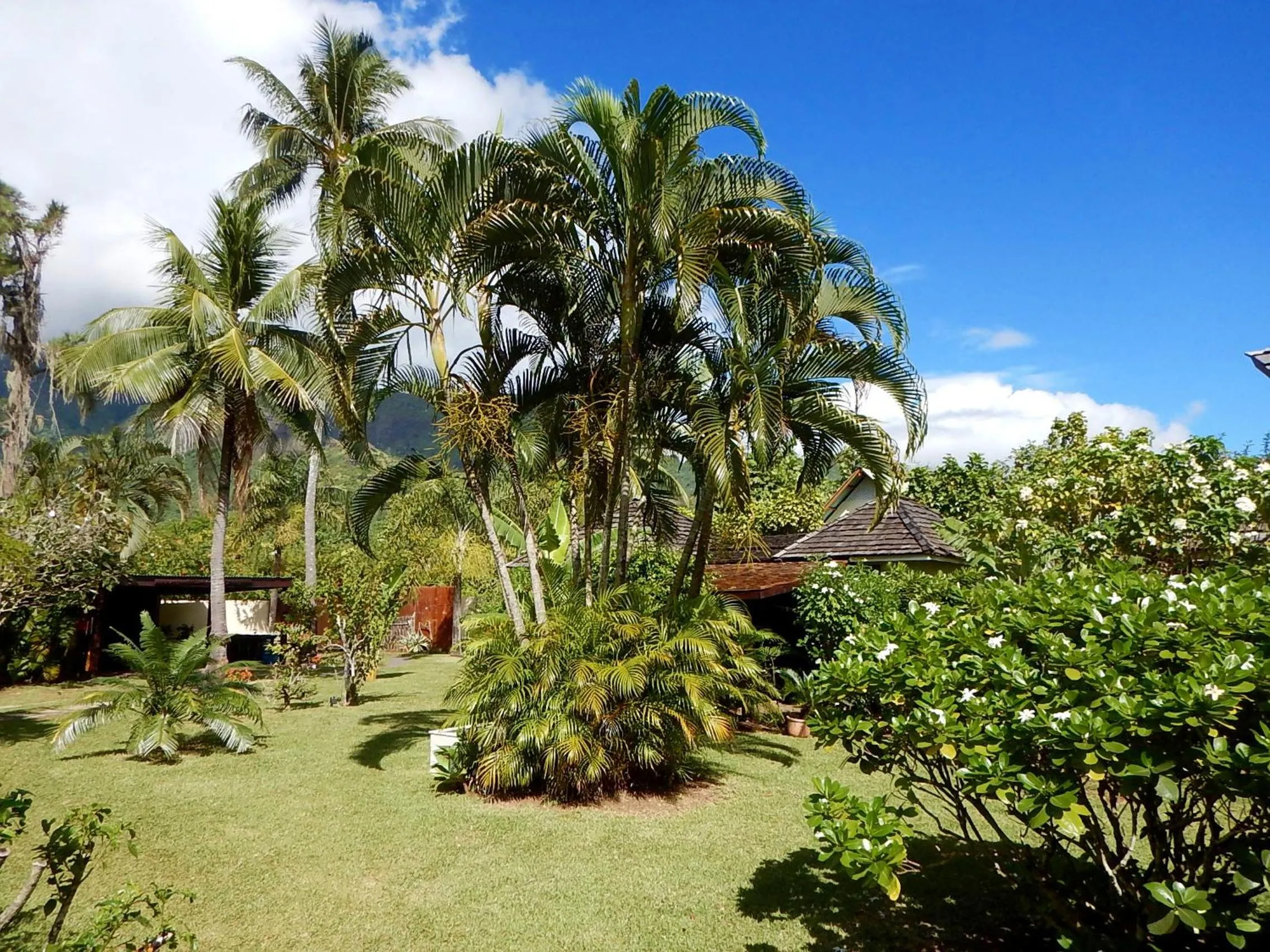 Garden in Poerani Moorea