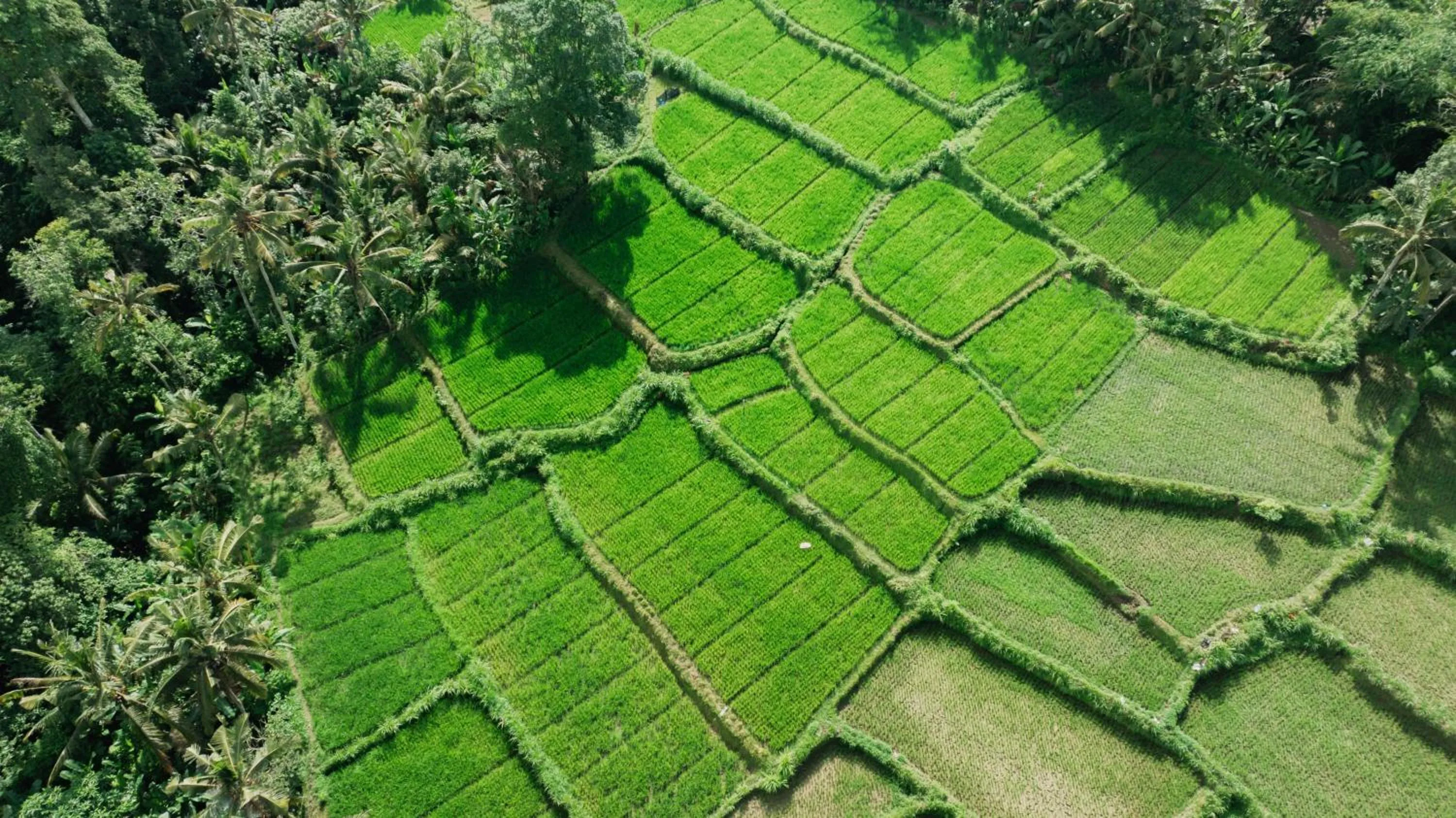 Bird's eye view in Villa Tegal Tis Ubud
