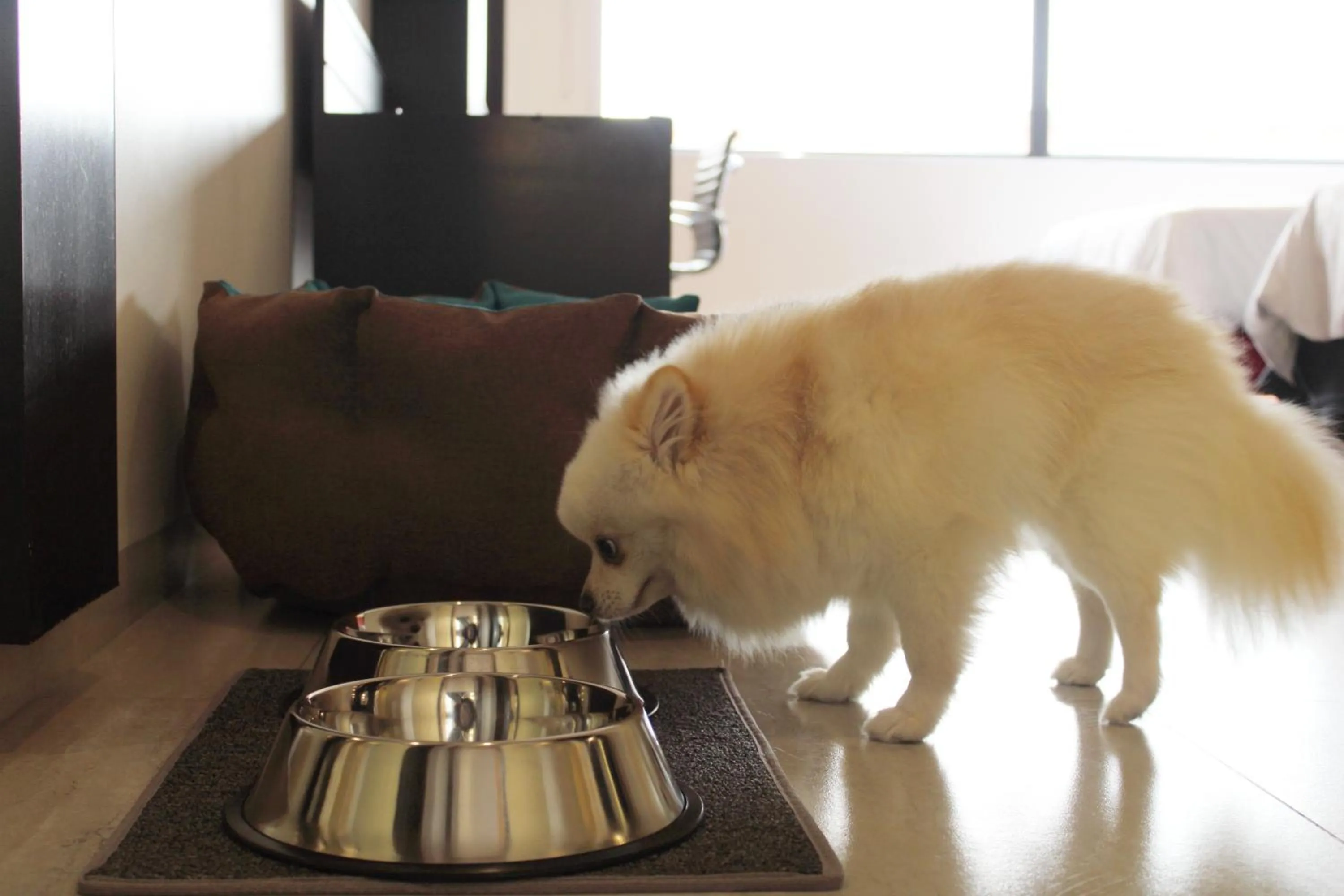 Pets in Holiday Inn Mexico Dali Airport by IHG