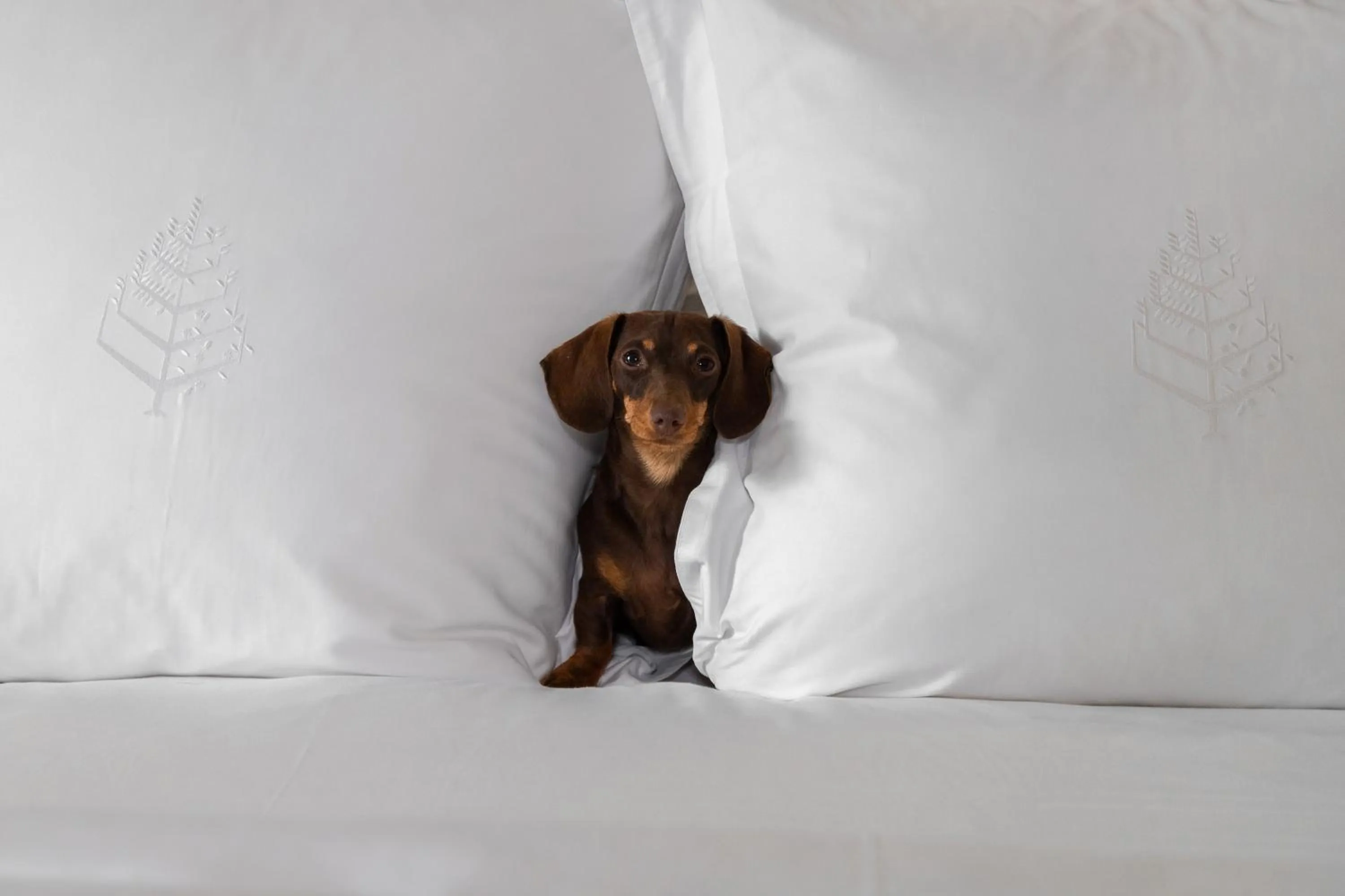 Bed in Four Seasons Hotel Mexico City