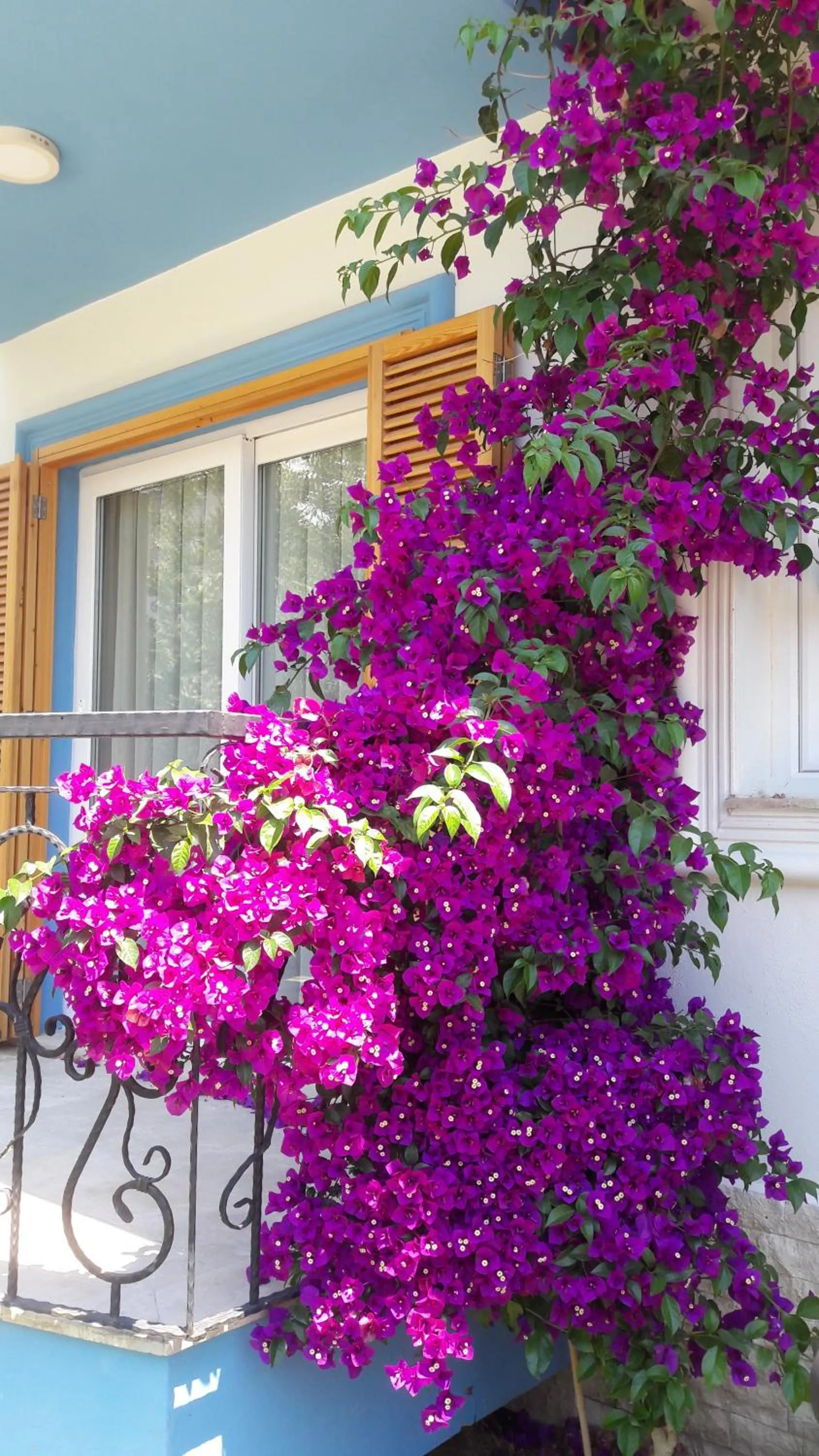 Facade/entrance in Clementin Suits Sigacık