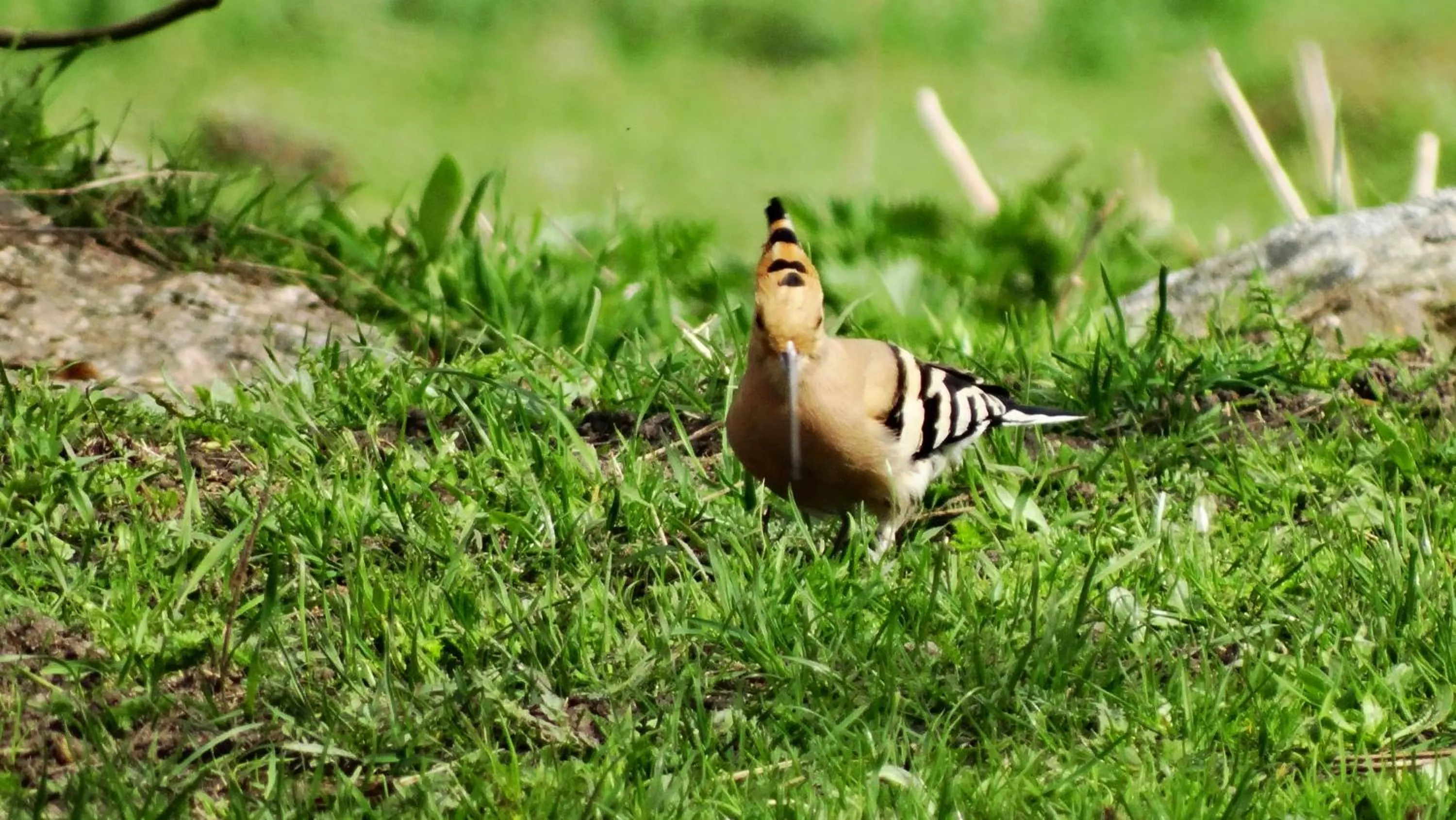 Spring in Dom na Mazurach Pilec