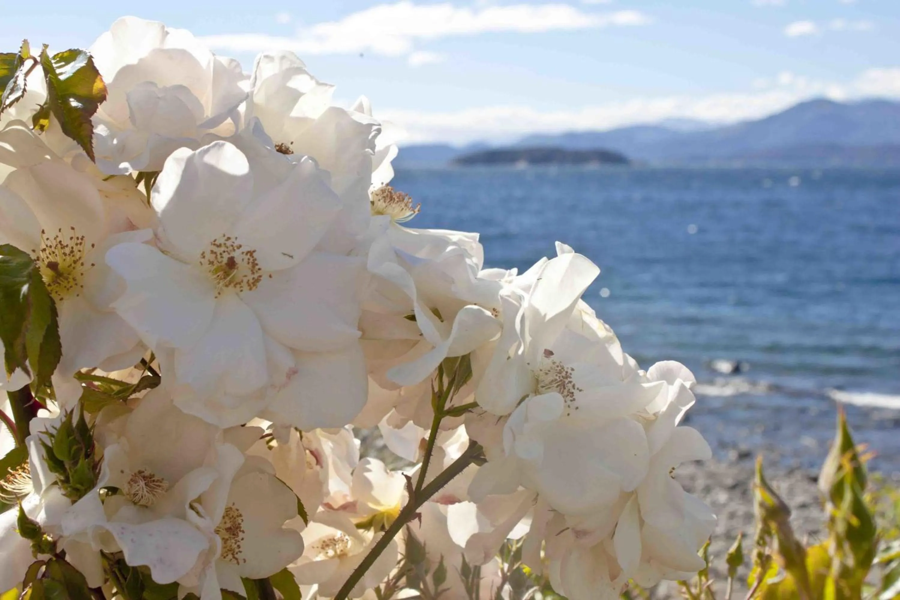 Garden in Sol del Nahuel - Hotel & Spa